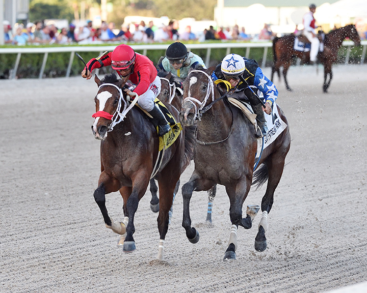 As Seen on Tv (left) finishes second in the Mucho Macho Man Stakes at Gulfstream Park
