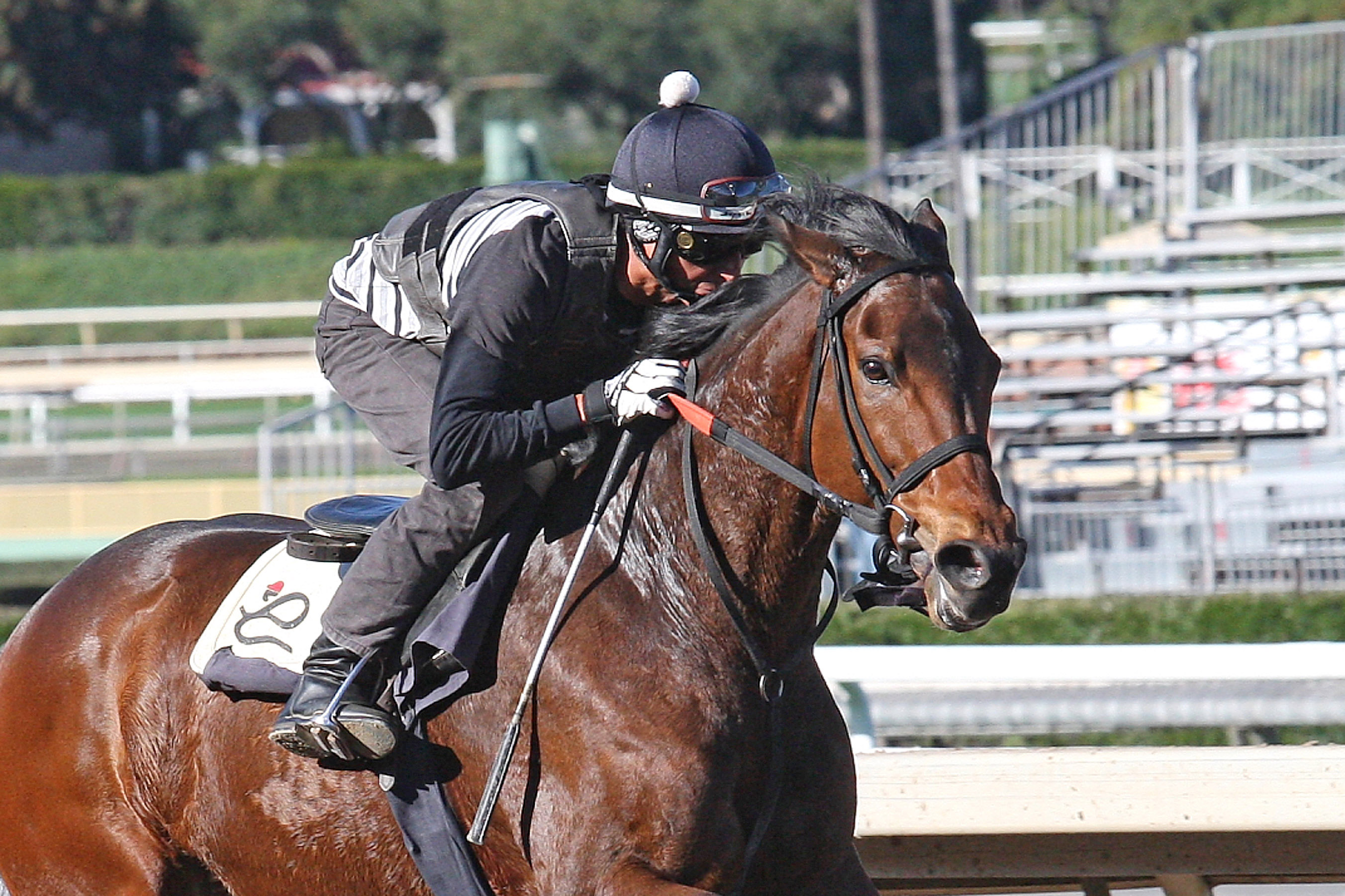 Ashleyluvssugar trains at Santa Anita on Jan. 8
