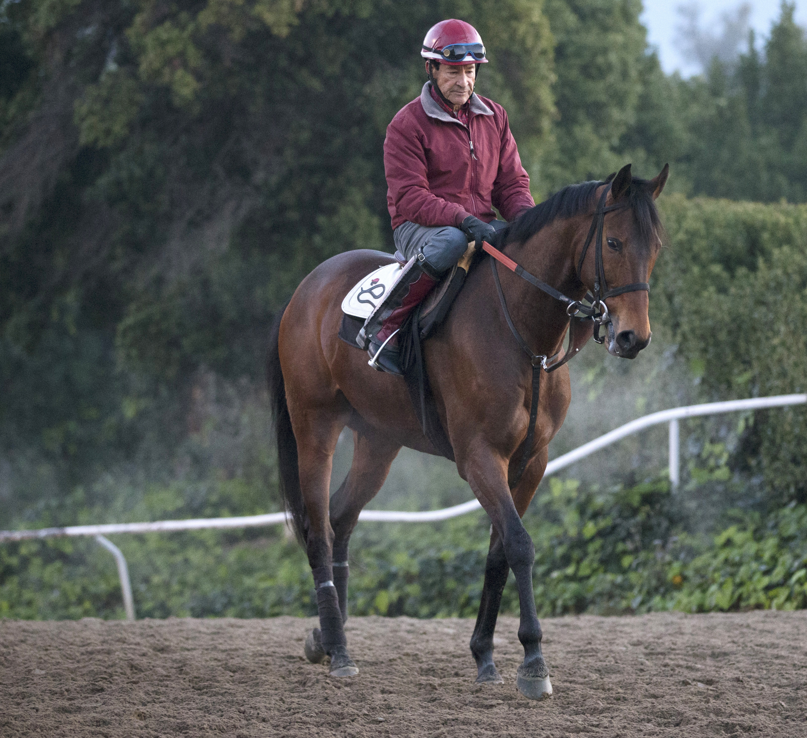 Ashleyluvssugar at Santa Anita on Feb. 28
