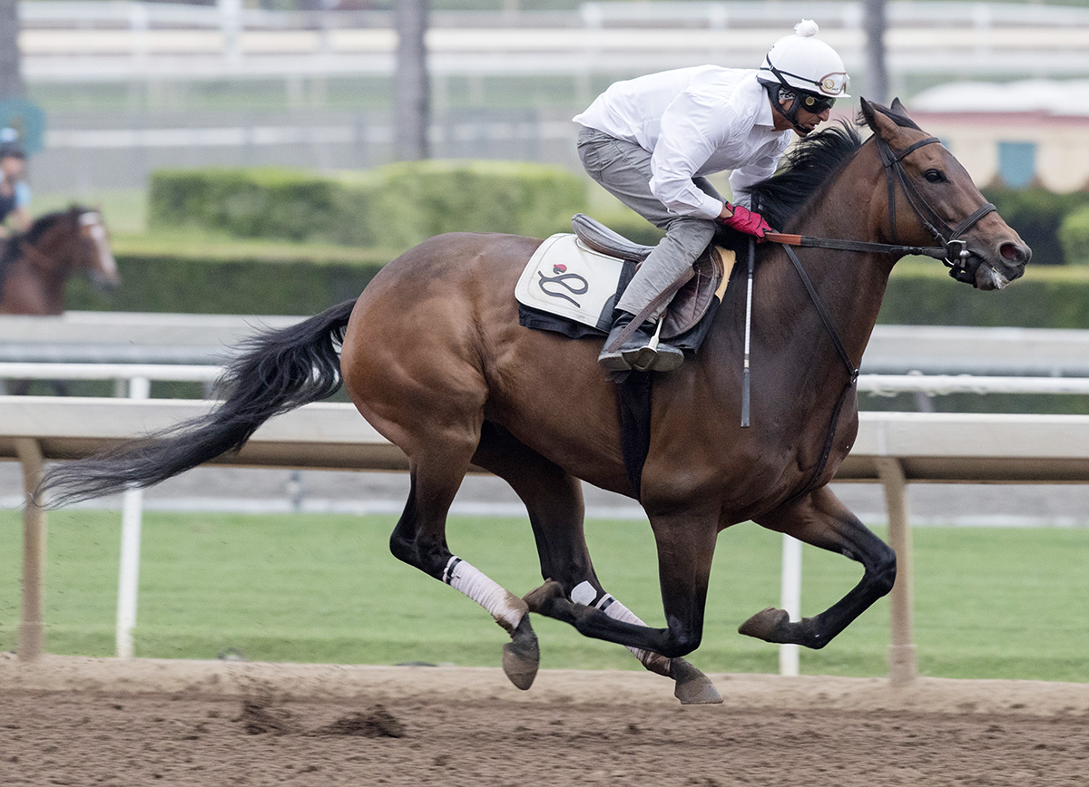 Ashleyluvssugar trains at Santa Anita in July 2017