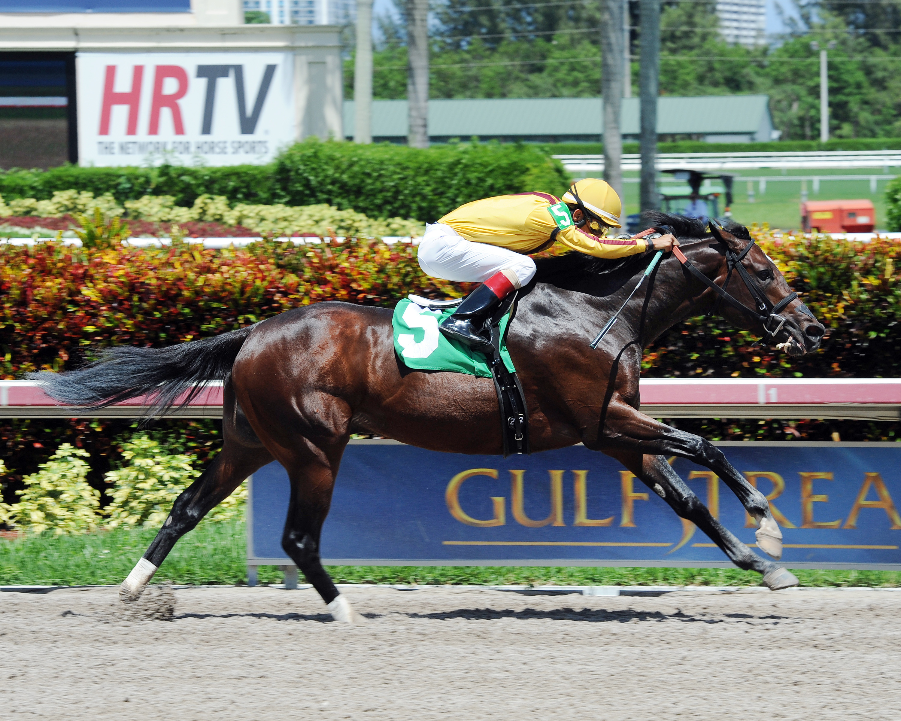 Atreides wins a maiden race