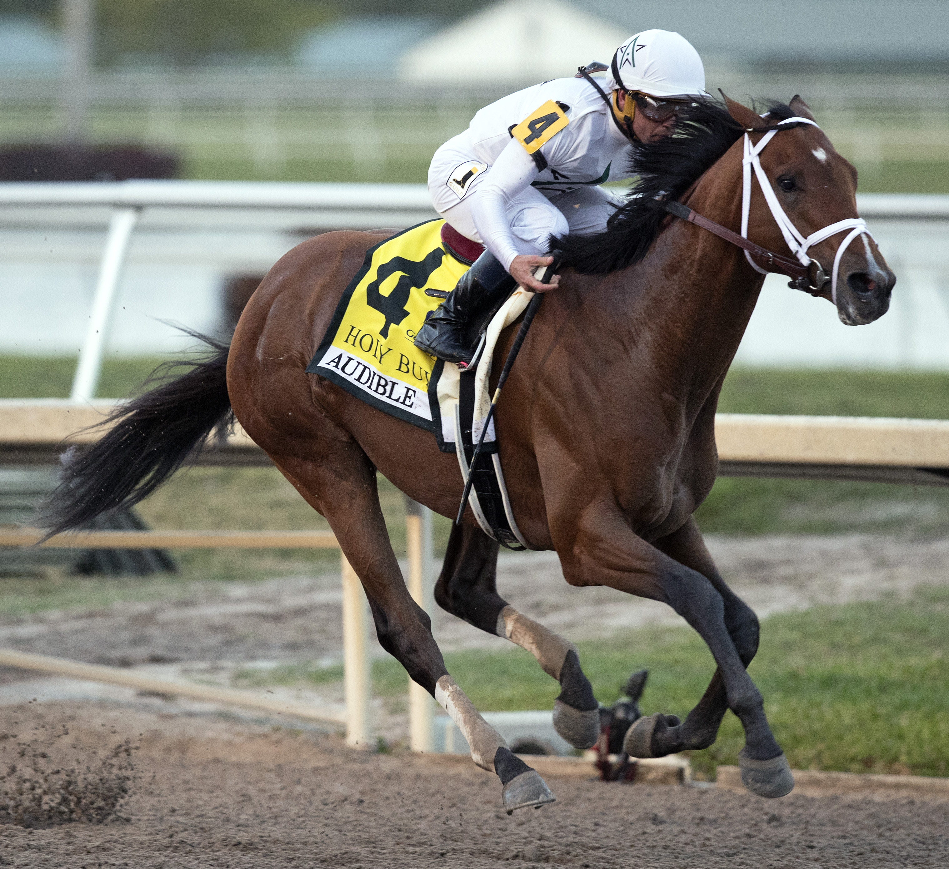 Audible wins the 2018 Holy Bull Stakes