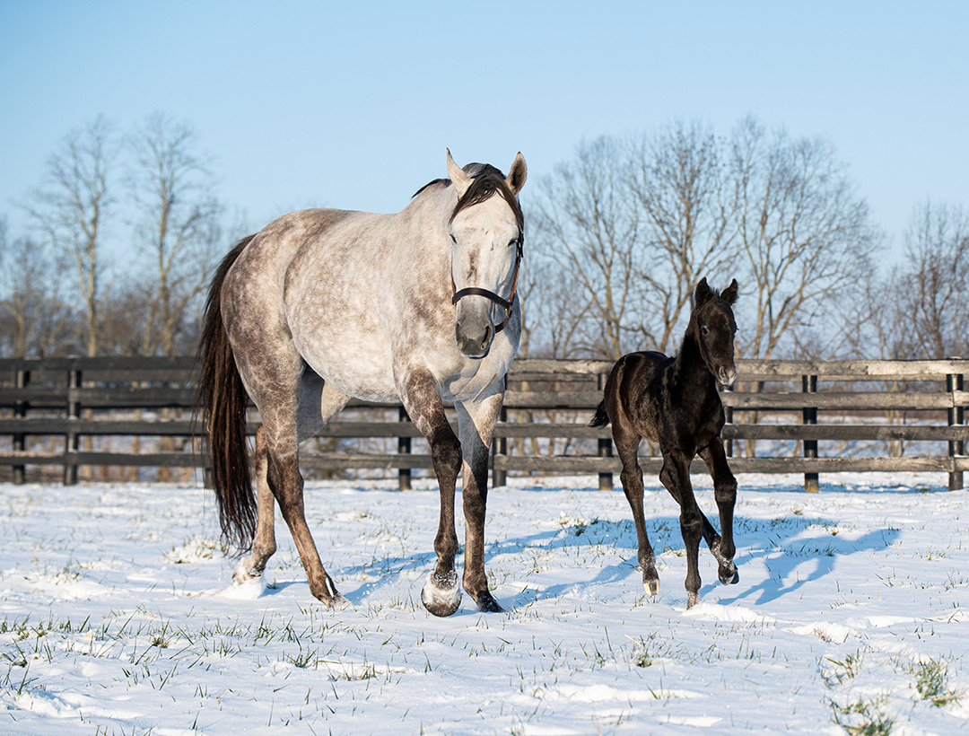 Swing of Luck with her foal, Authentic's first, at Taylor Made Farm, 2022