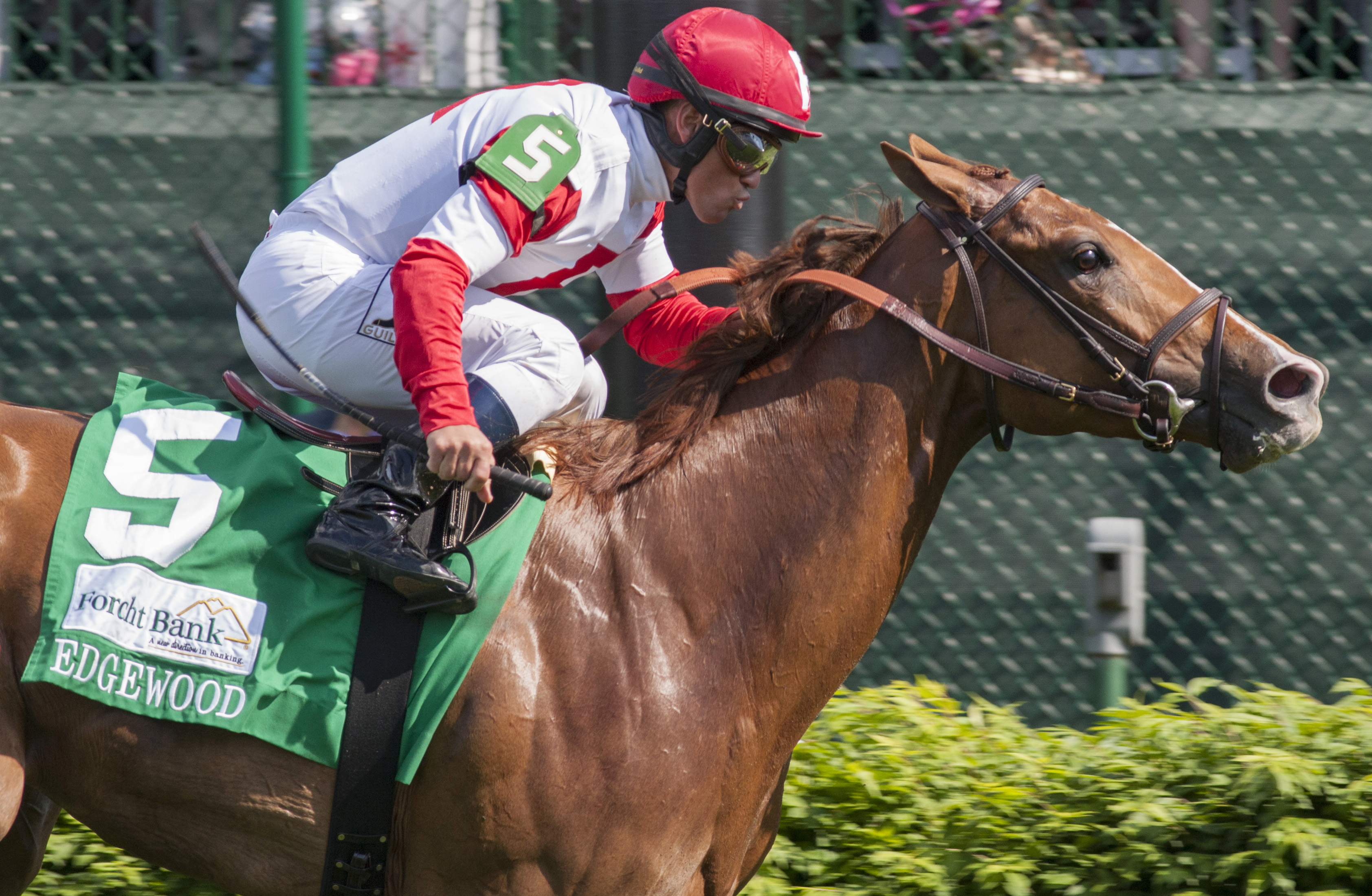 Ava's Kitten finishes fifth in the Edgewood Stakes