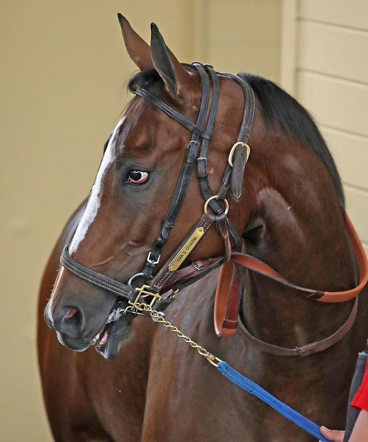 Ava's Charm at Santa Anita Park on Jan. 20