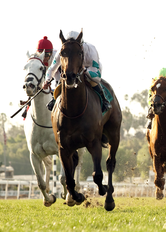 Avanzare much improved in Arcadia