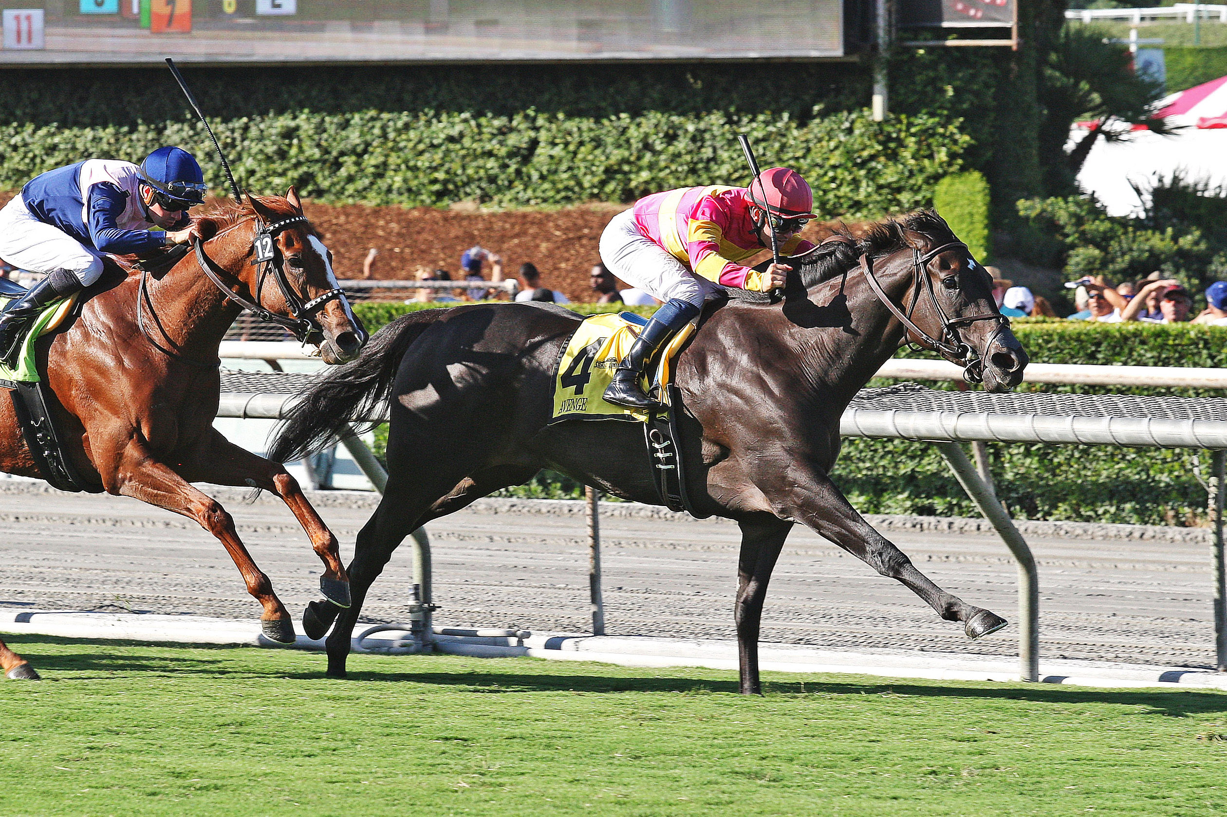 Avenge wins the Rodeo Drive Stakes
