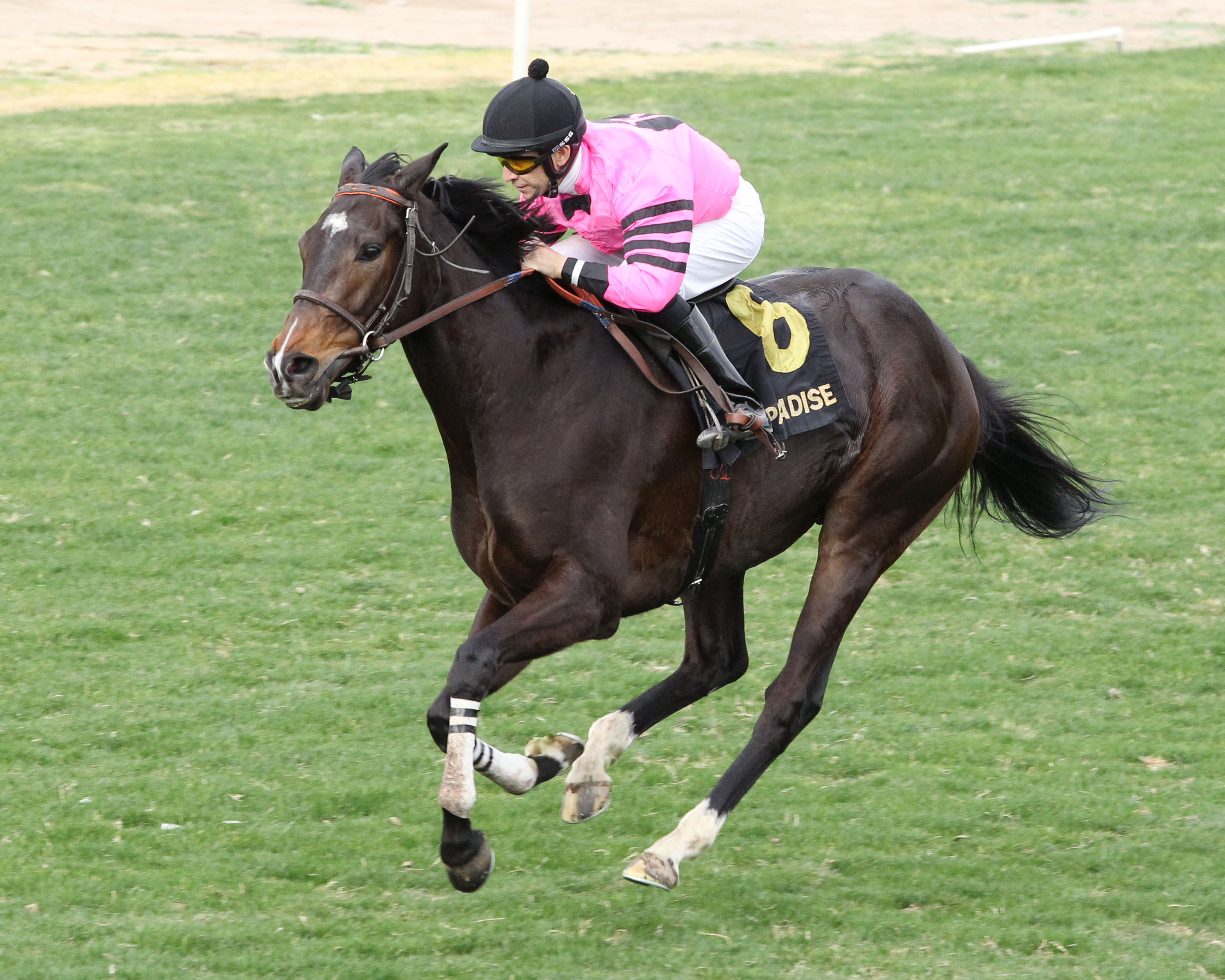 Aventador wins the Turf Paradise Handicap