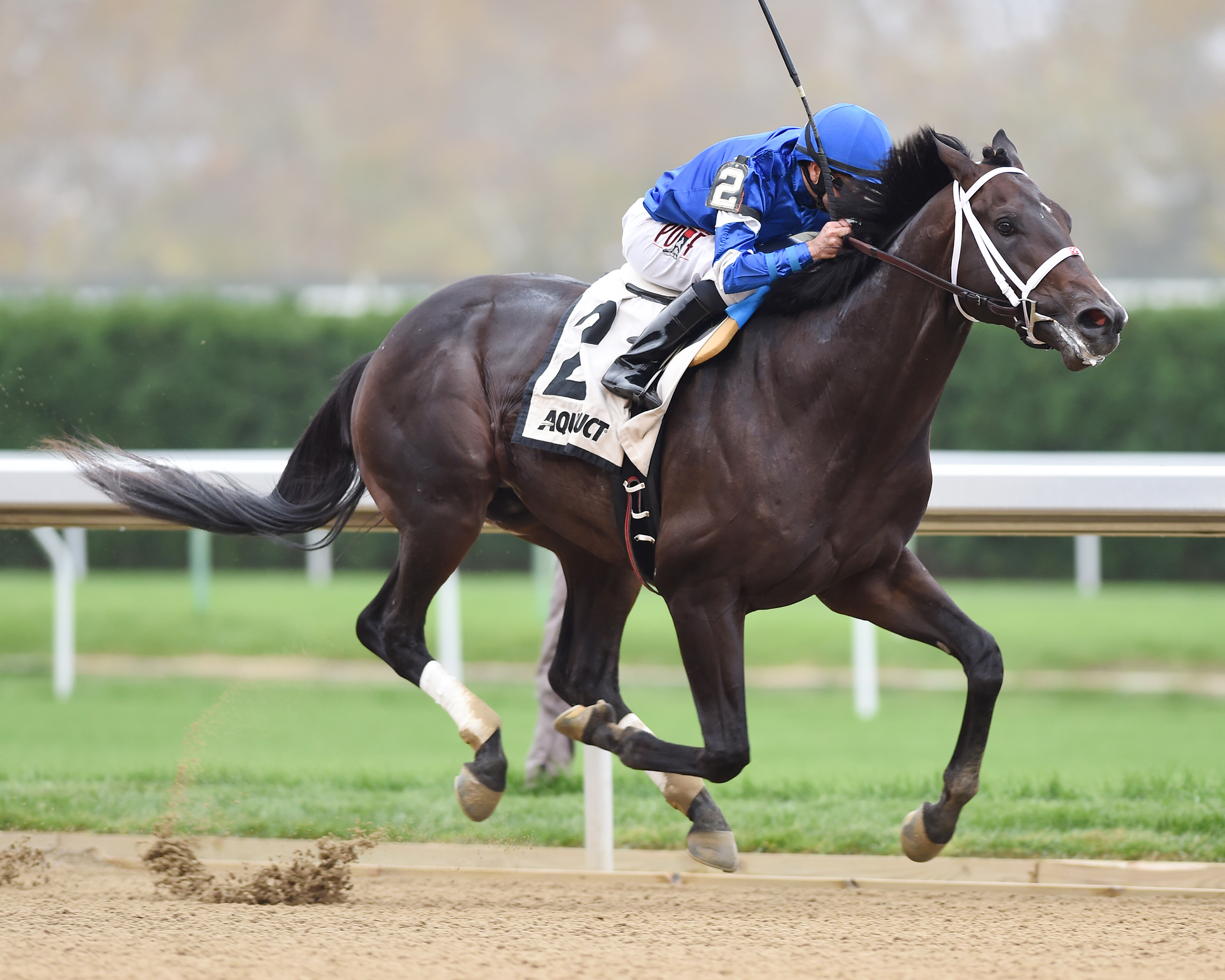 Avery Island wins the Nashua Stakes