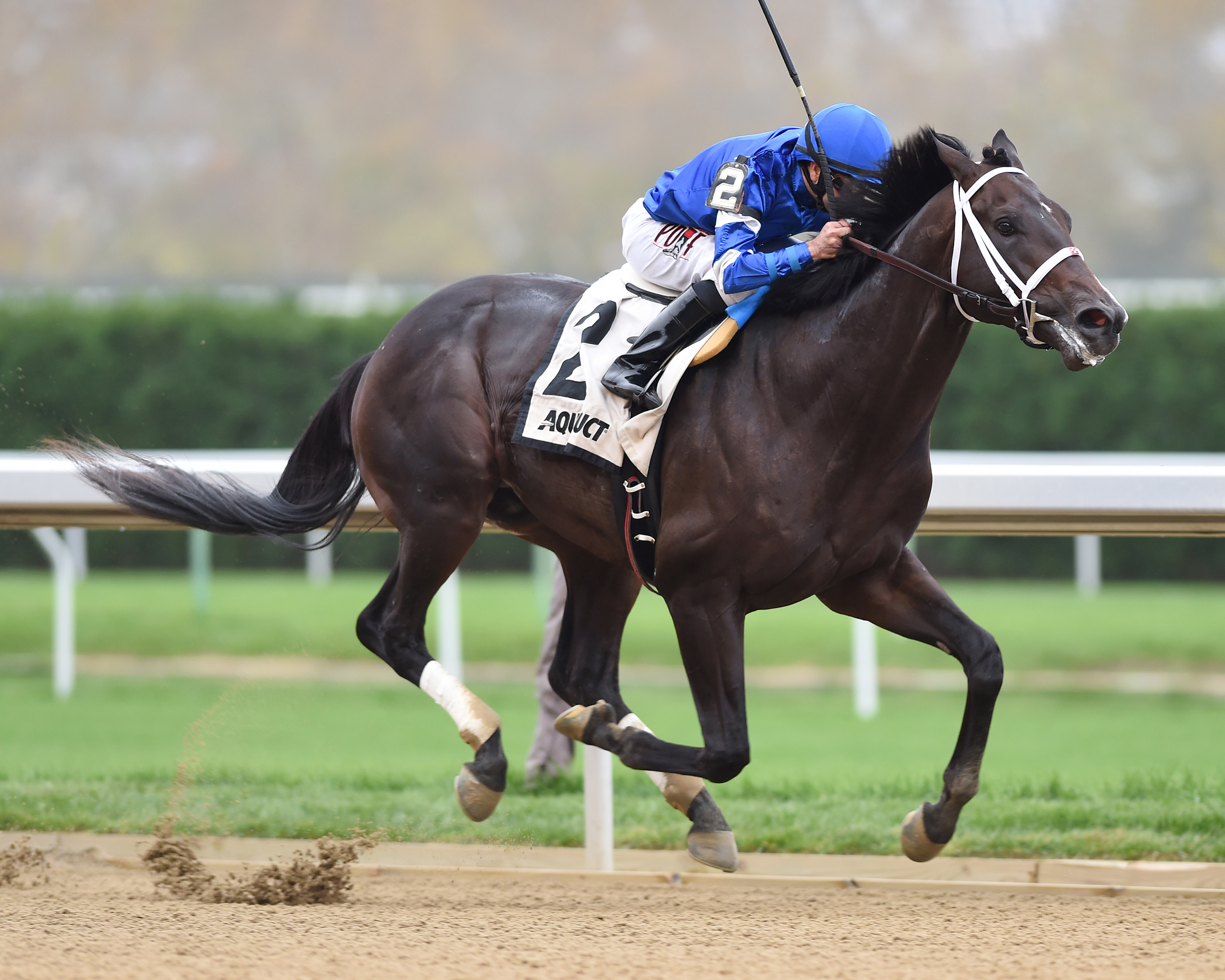 Avery Island wins the 2017 Nashua