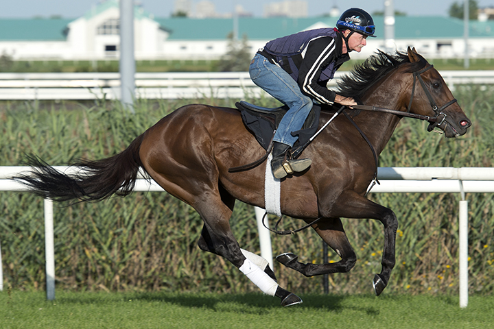 Avie's Flatter trains at Woodbine on August 14