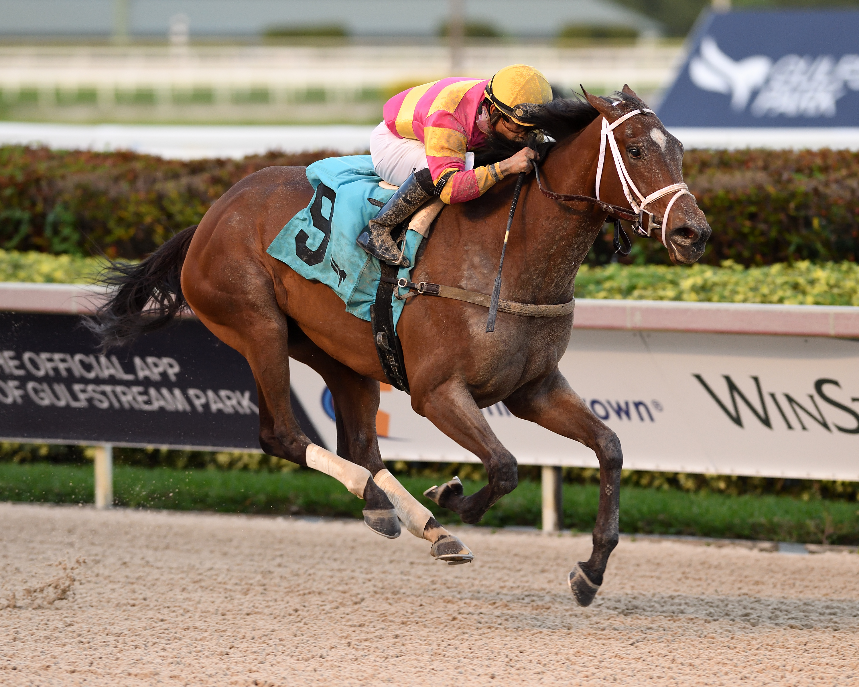 Avow wins debut at Gulfstream Dec 16 2021