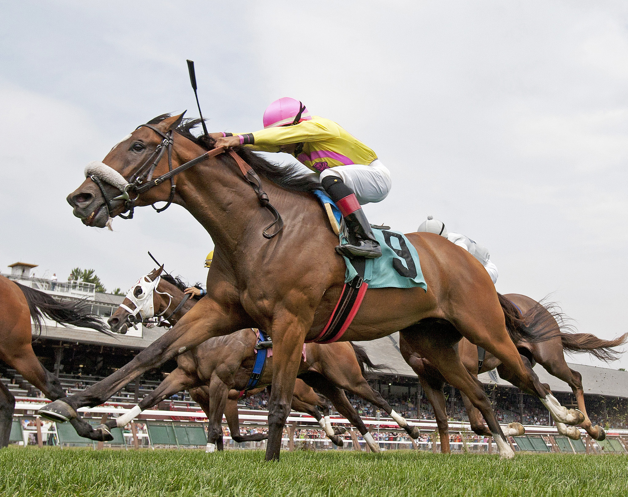 Awakino Cat finishes second in a 2013 allowance race