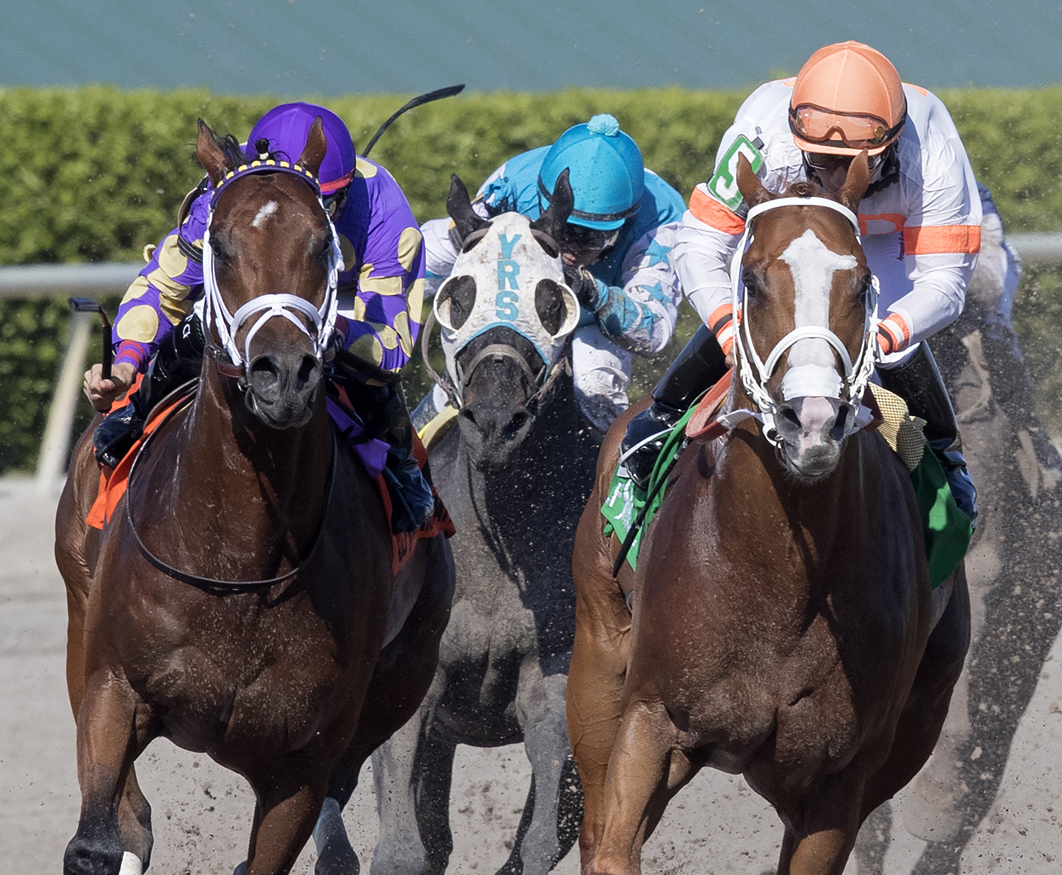 Awesome Banner and Early Entry in the 2017 Sunshine Millions Sprint Stakes