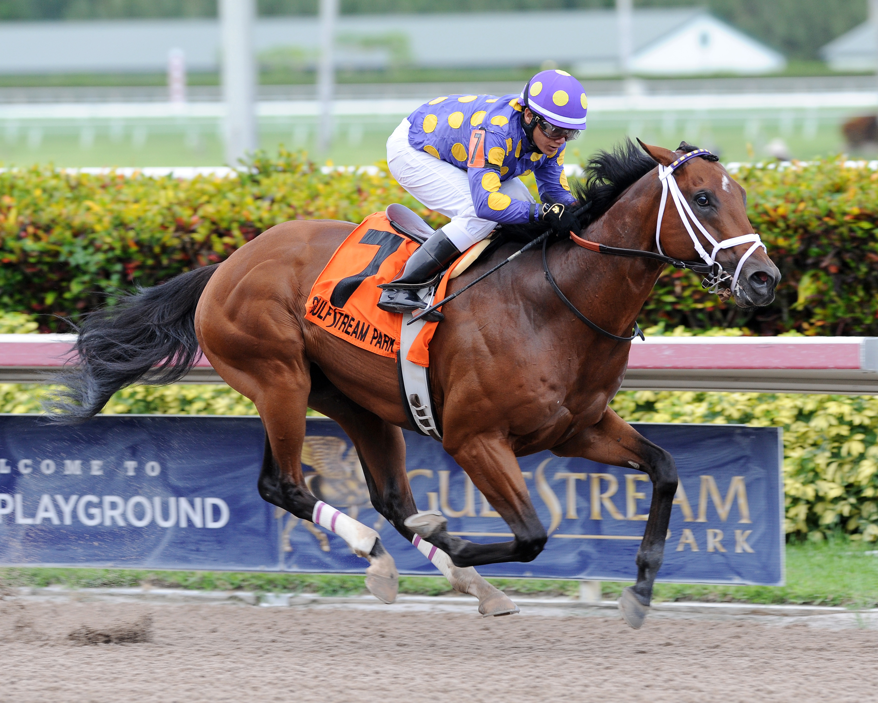 Awesome Banner wins the Big Cypress Stakes