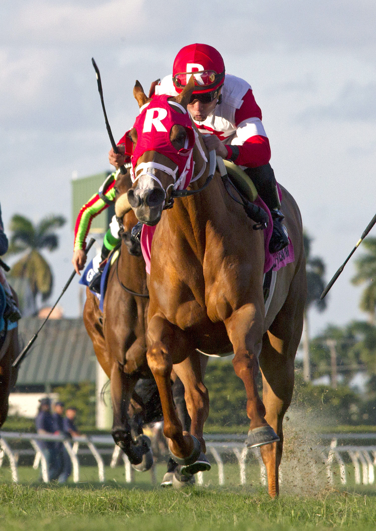 Awesome Flower finishes third in the Florida Sunshine Millions Filly and Mare Turf Stakes