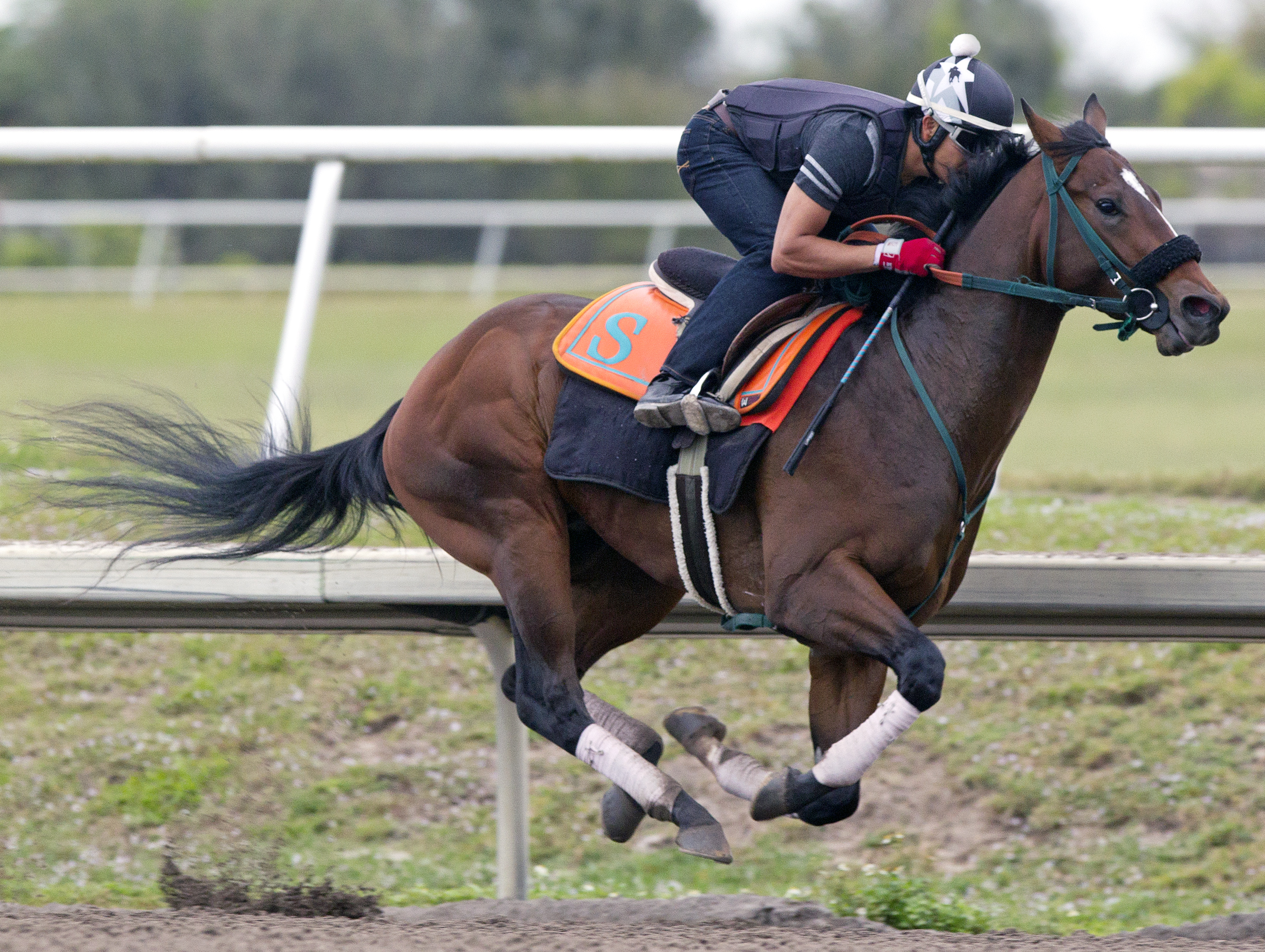 Awesome Speed works at Palm Meadows on Feb. 21