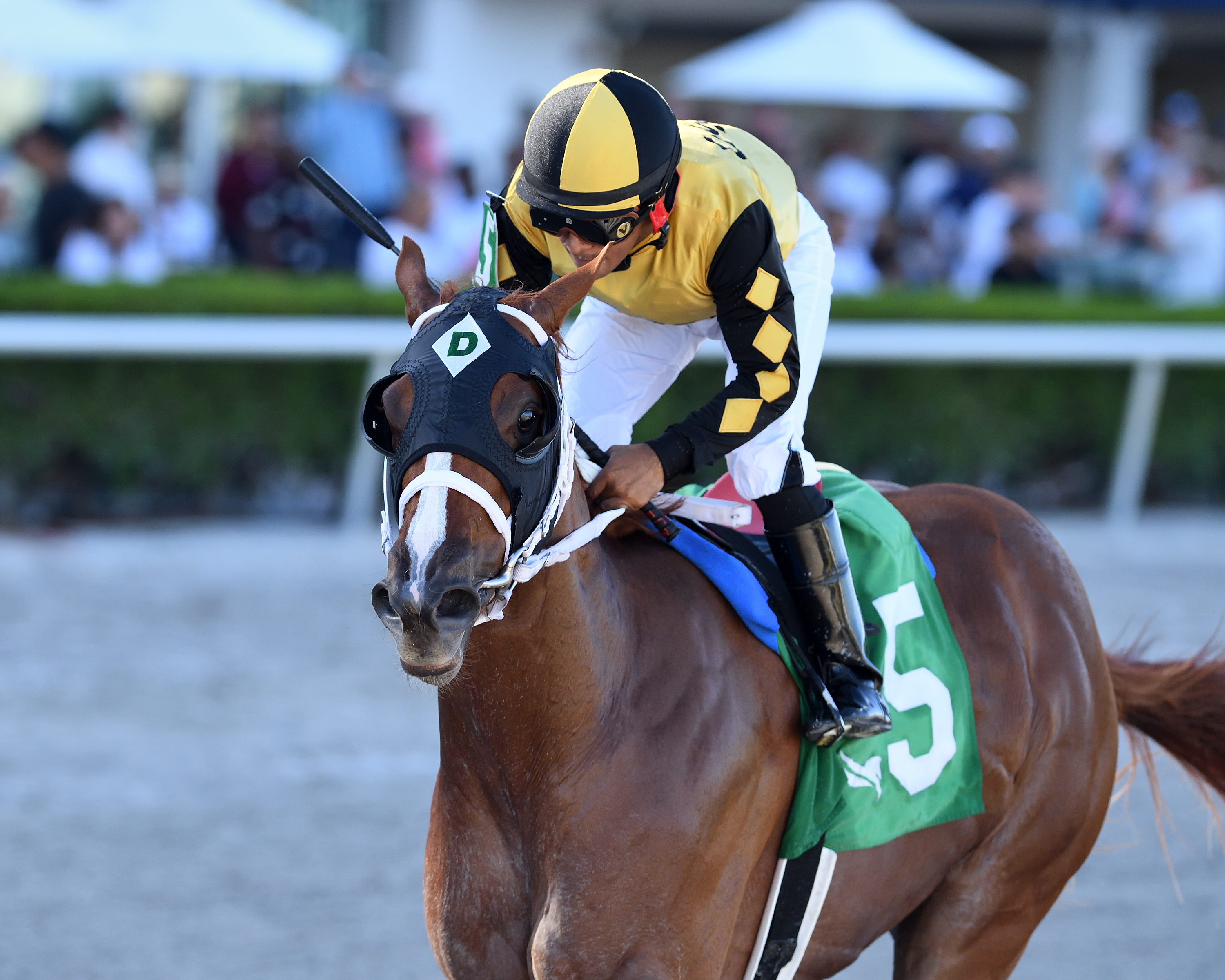 Awesome Strong wins the FSS Affirmed at Gulfstream Sept 3 2022