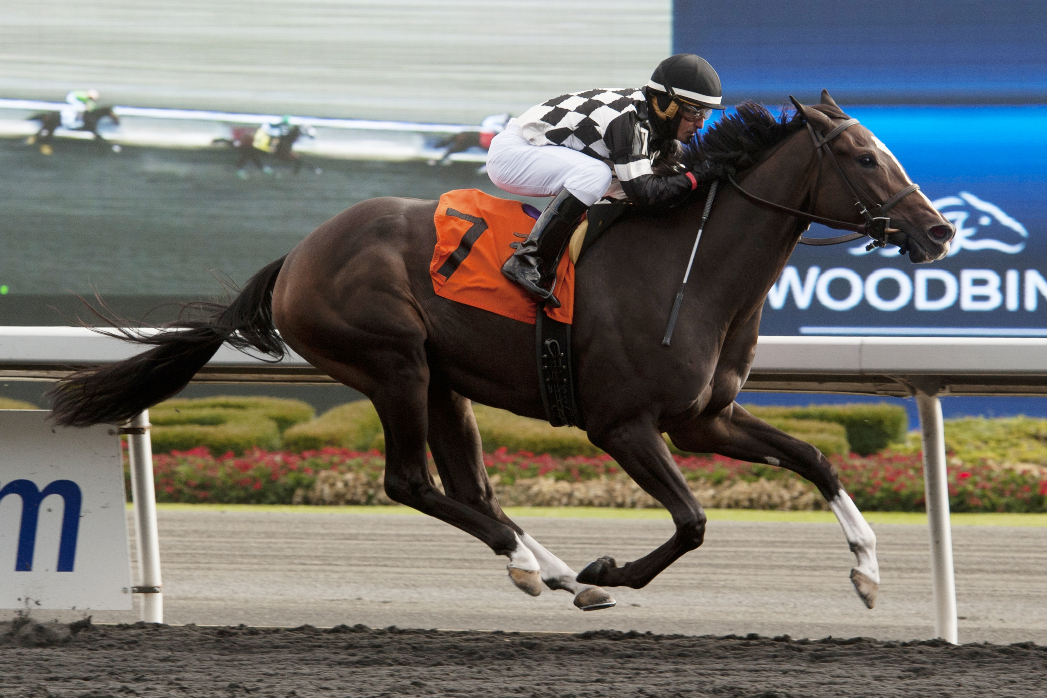 Aye Aye Captain wins an allowance race