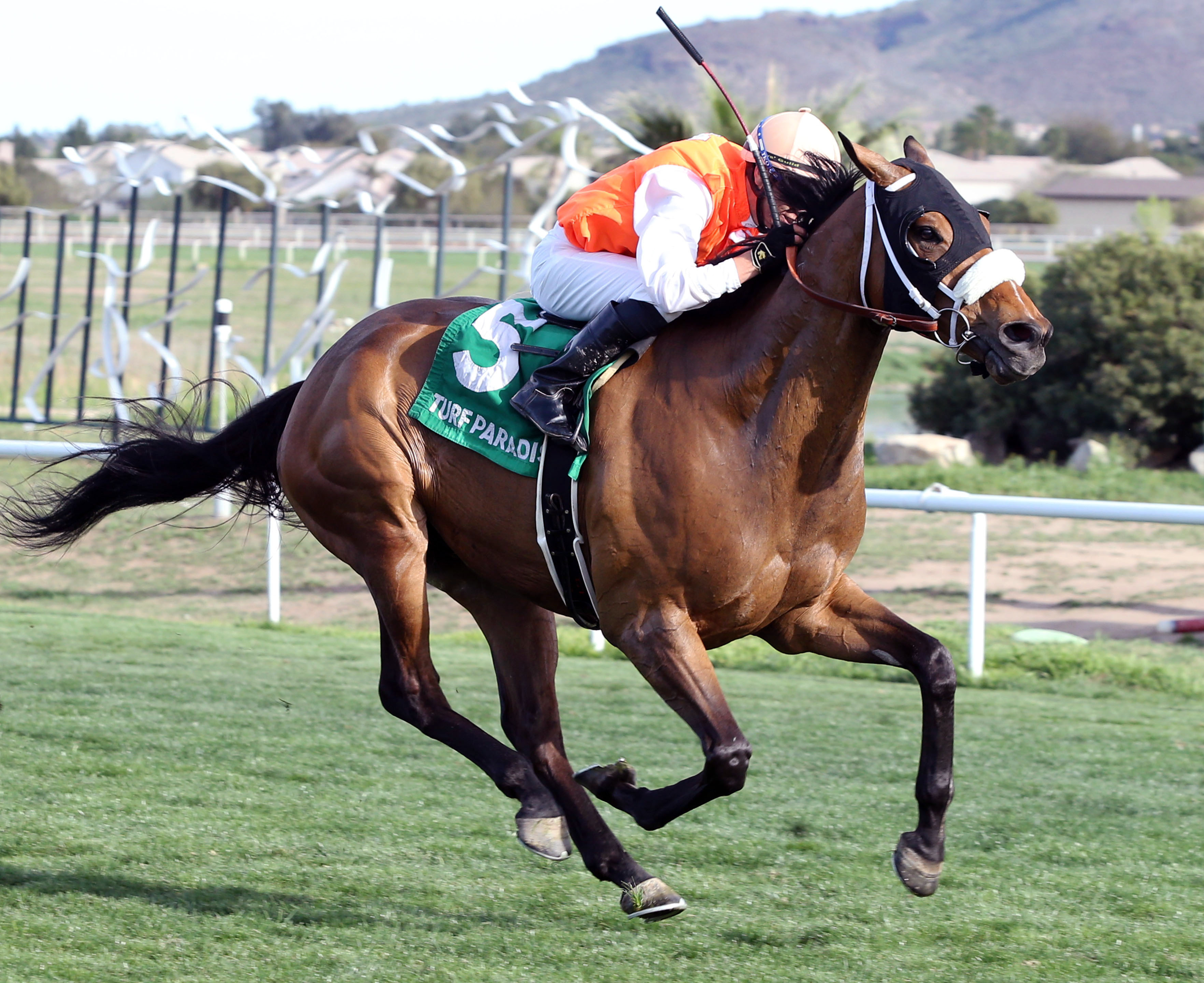 Az Ridge wins the Turf Paradise Handicap
