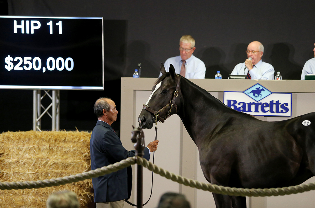 Barretts August Yearling Sale top seller