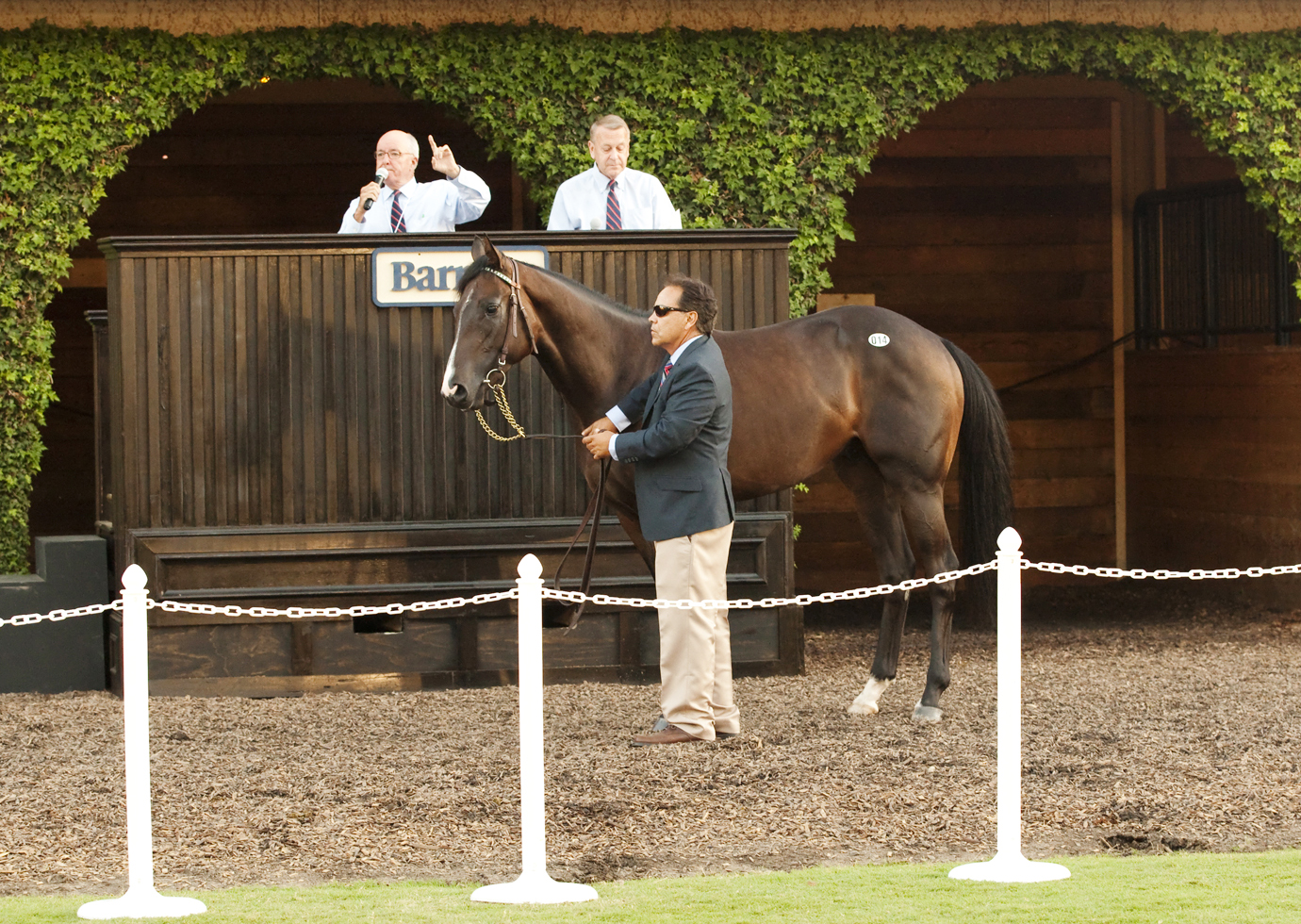 Mr. Notorious at The Paddock Sale