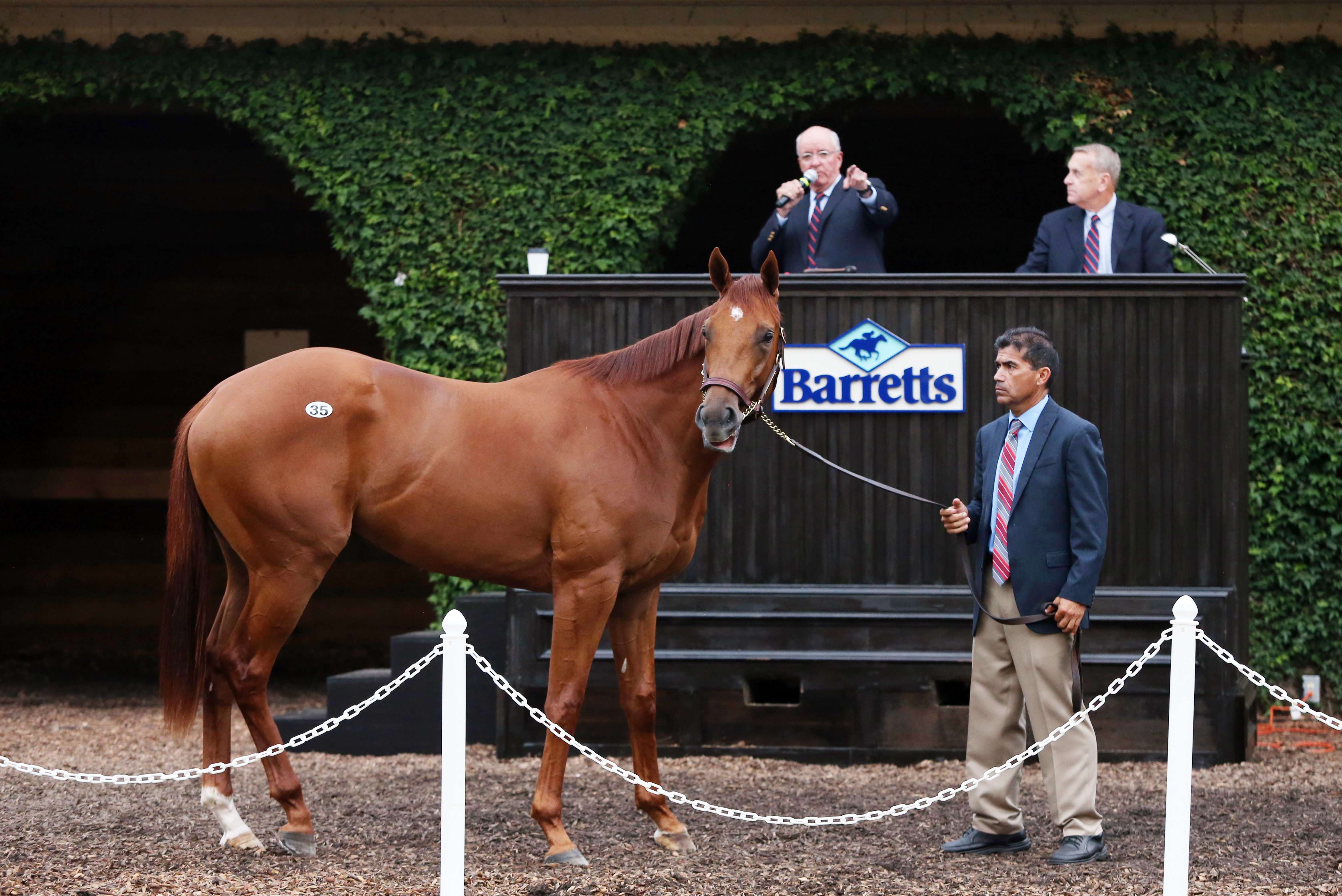 An Animal Kingdom-Alyssum colt tops the Barretts Paddock Sale
