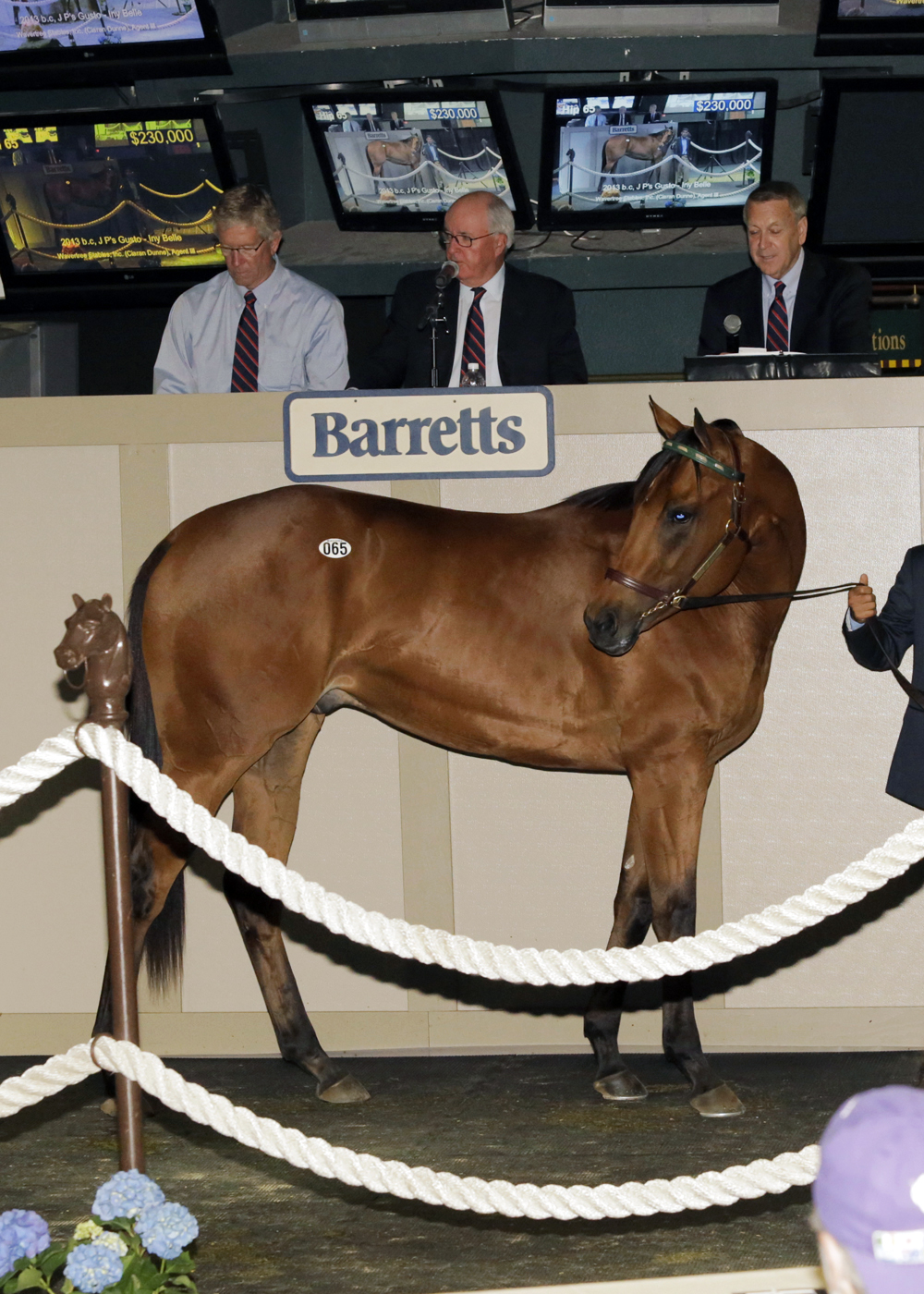 Barretts Sale topper Hip 65 - J P's Gusto colt