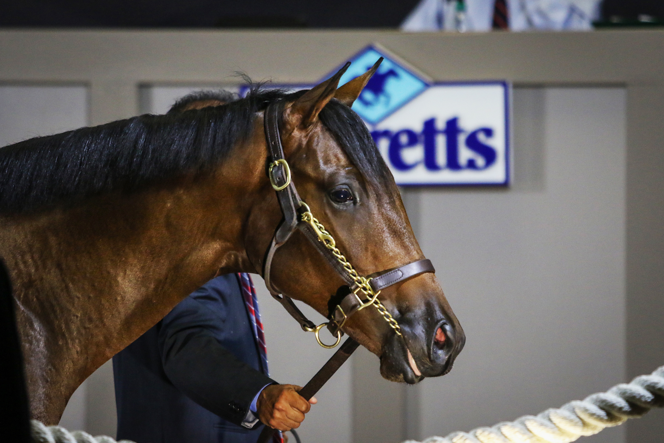 Smiling Tiger filly sells for $130,000