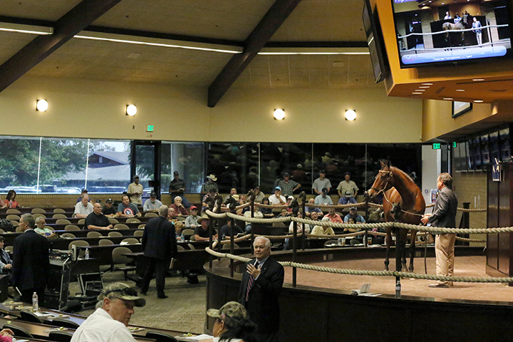 Barretts October Sale of Yearlings and Horses of Racing Age