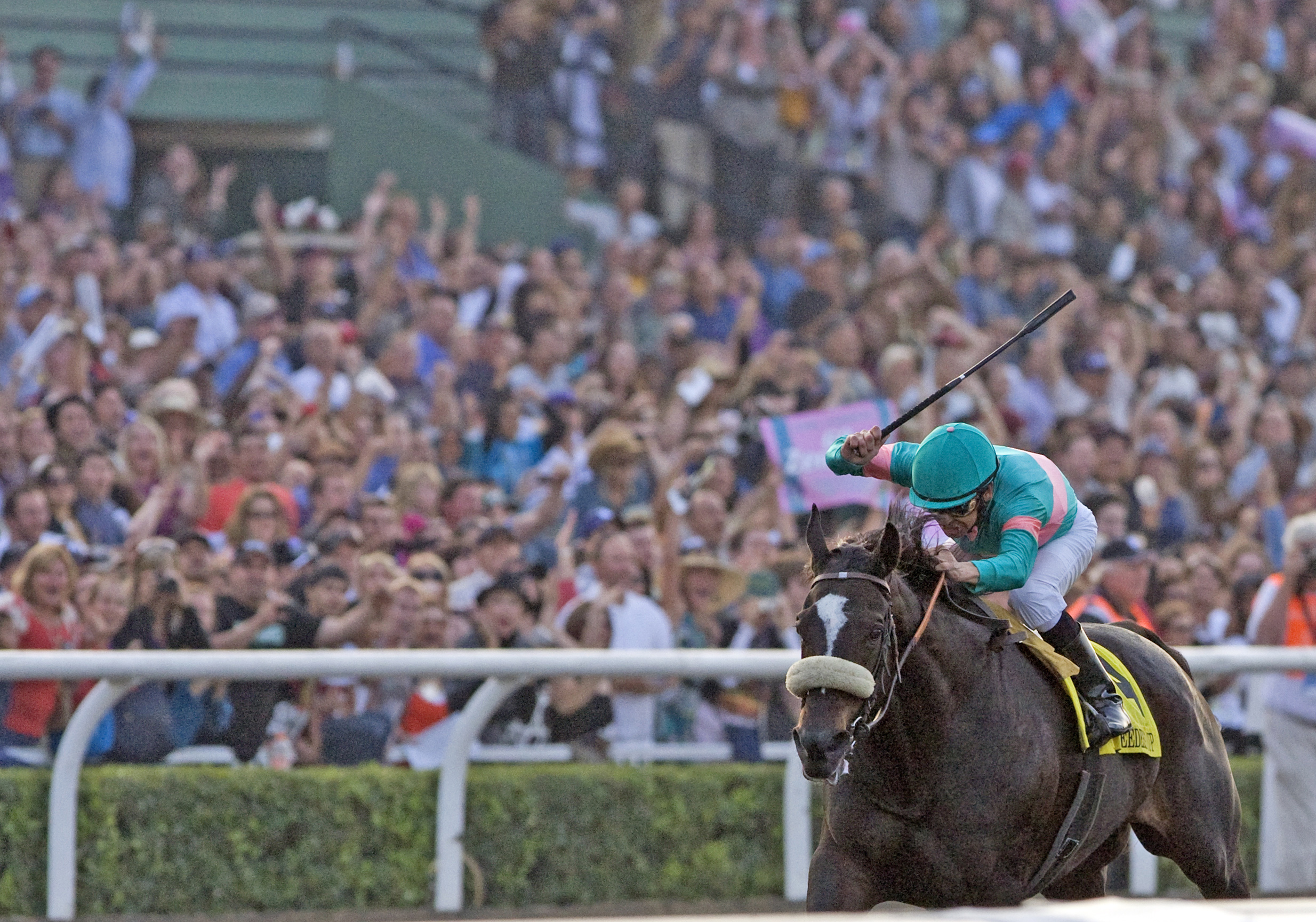 Zenyatta/2009 Breeders' Cup Classic