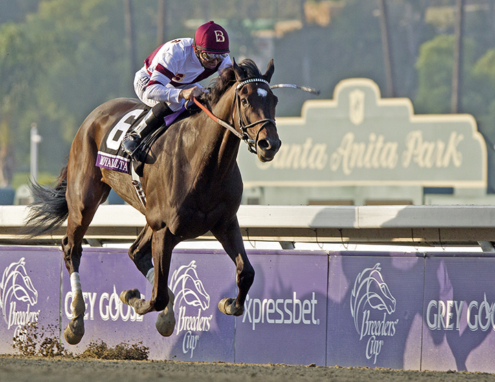Royal Delta wins the 2012 Breeders Cup Ladies Classic