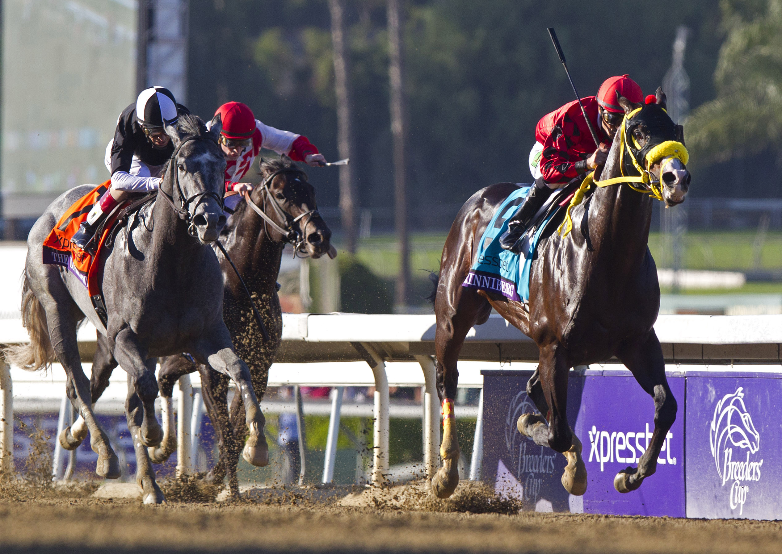 Trinniberg wins the 2012 Breeders' Cup Sprint