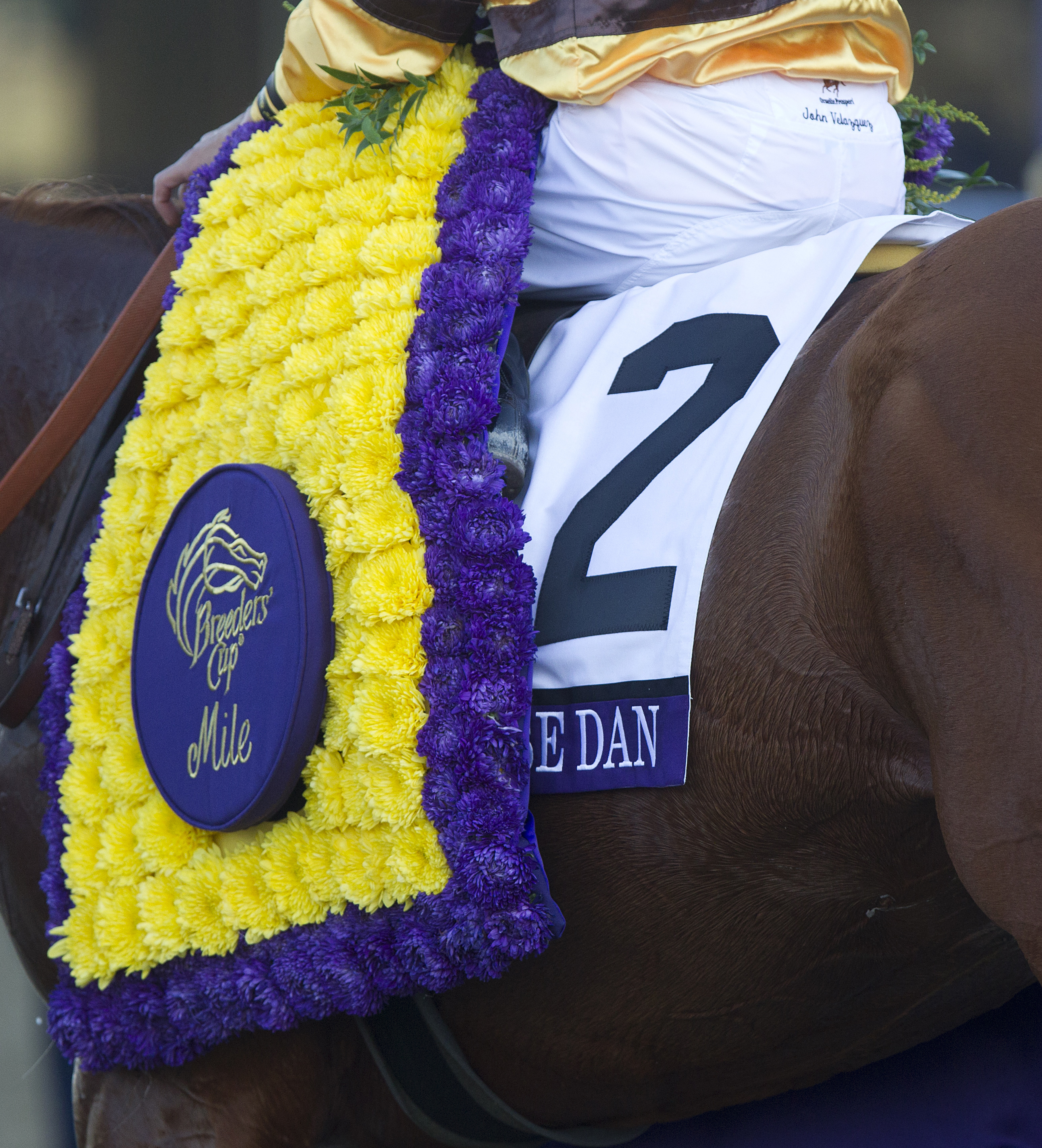 Wise Dan Breeders' Cup blanket