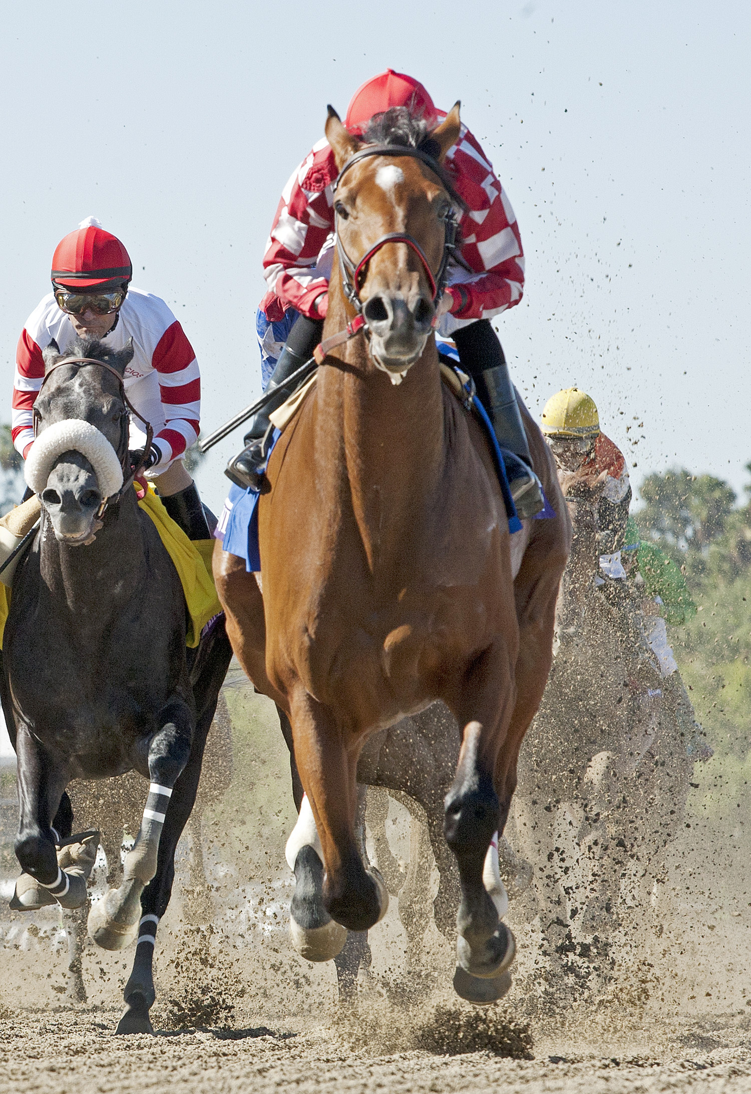 Commander finishes eighth in the Breeders' Cup Marathon