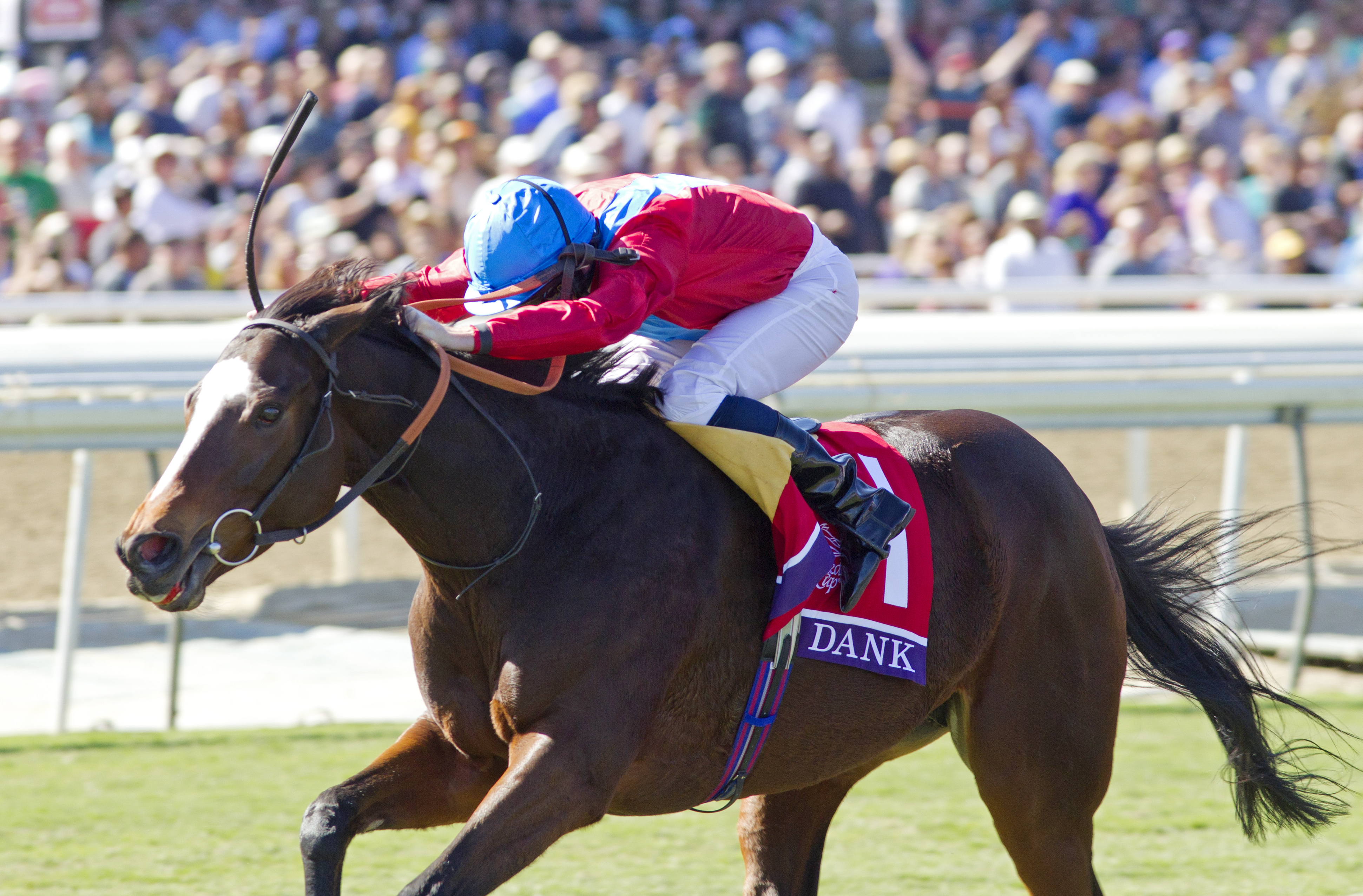 Dank wins the Breeders' Cup Filly & Mare Turf
