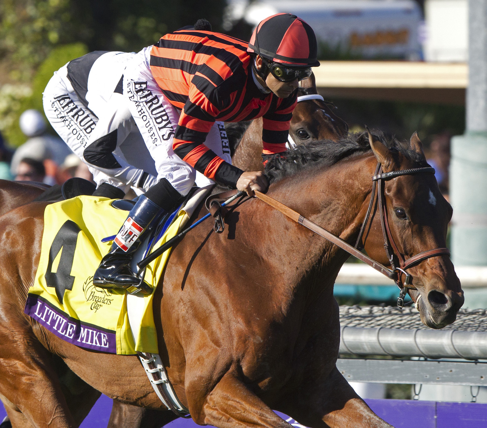 Little Mike finishes seventh in the Breeders' Cup Turf