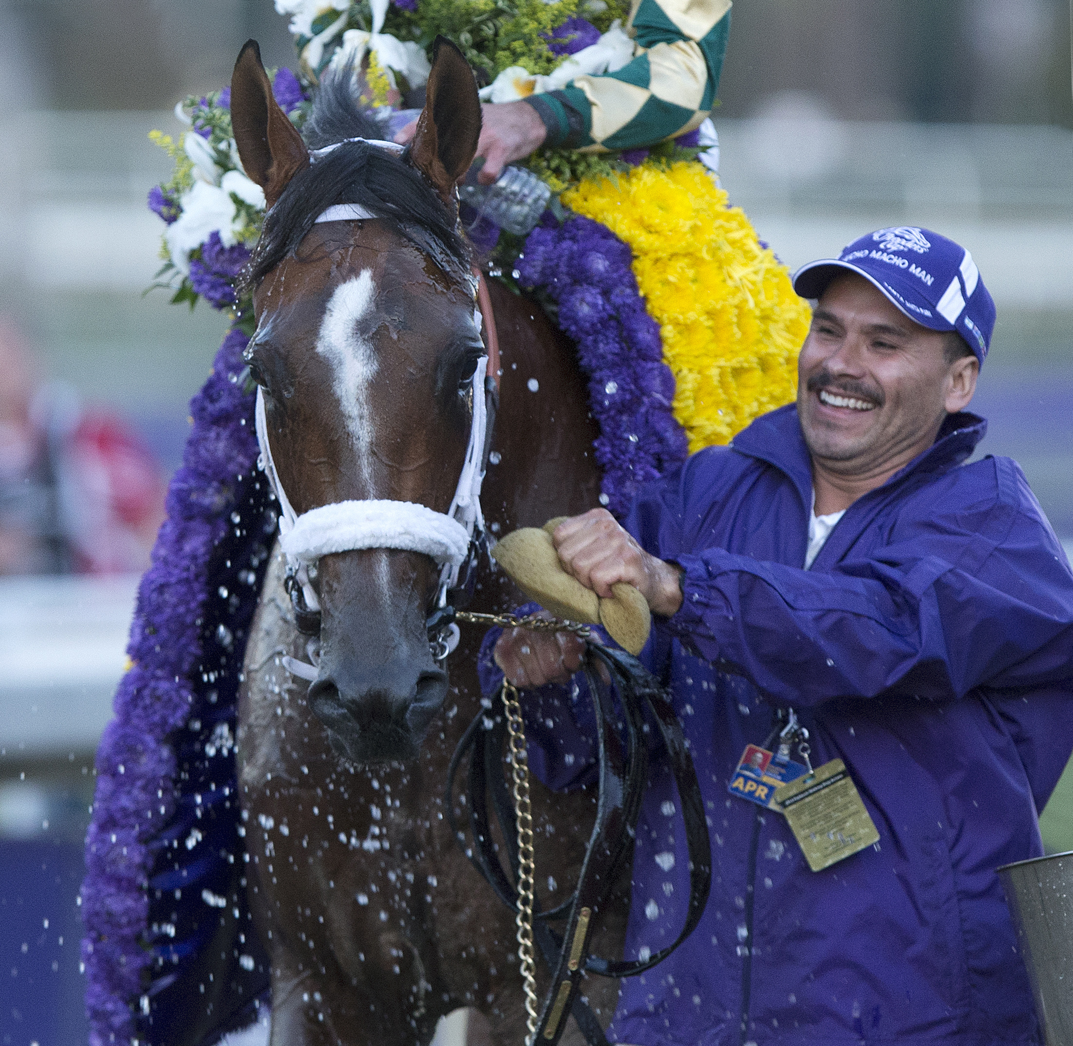 Mucho Macho Man after winning the Breeders' Cup Classic