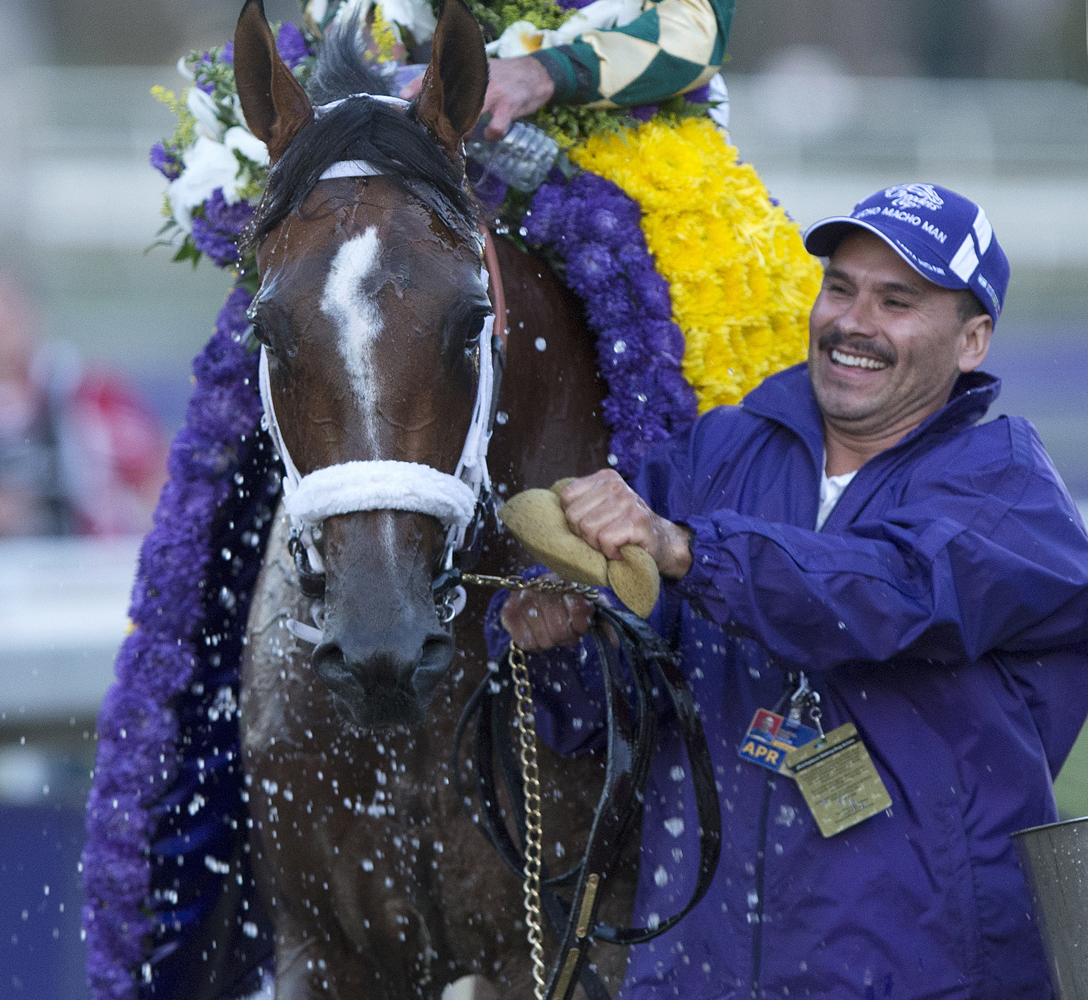 Mucho Macho Man after the Breeders Cup Classic