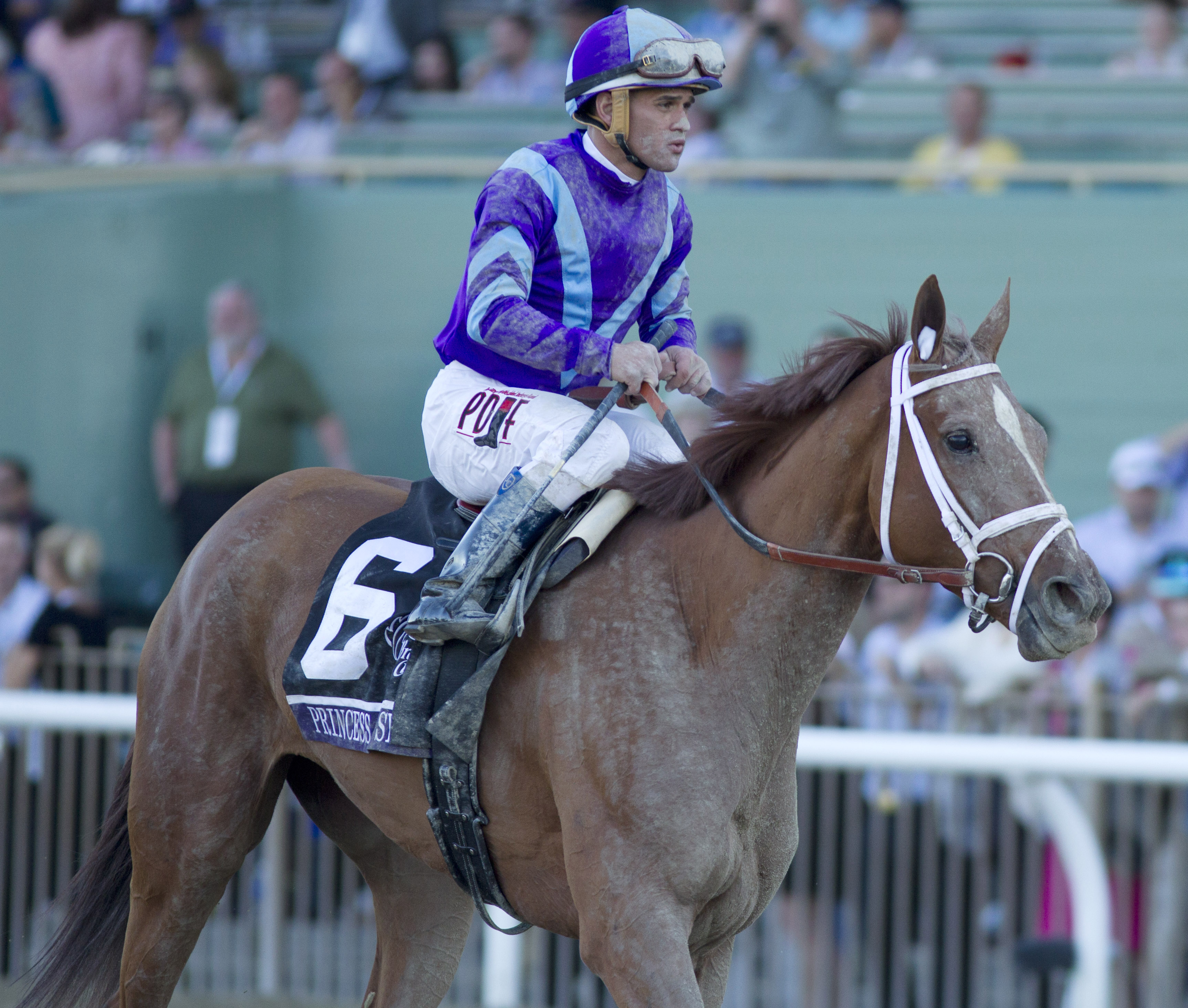 Princess of Sylmar after BC Distaff