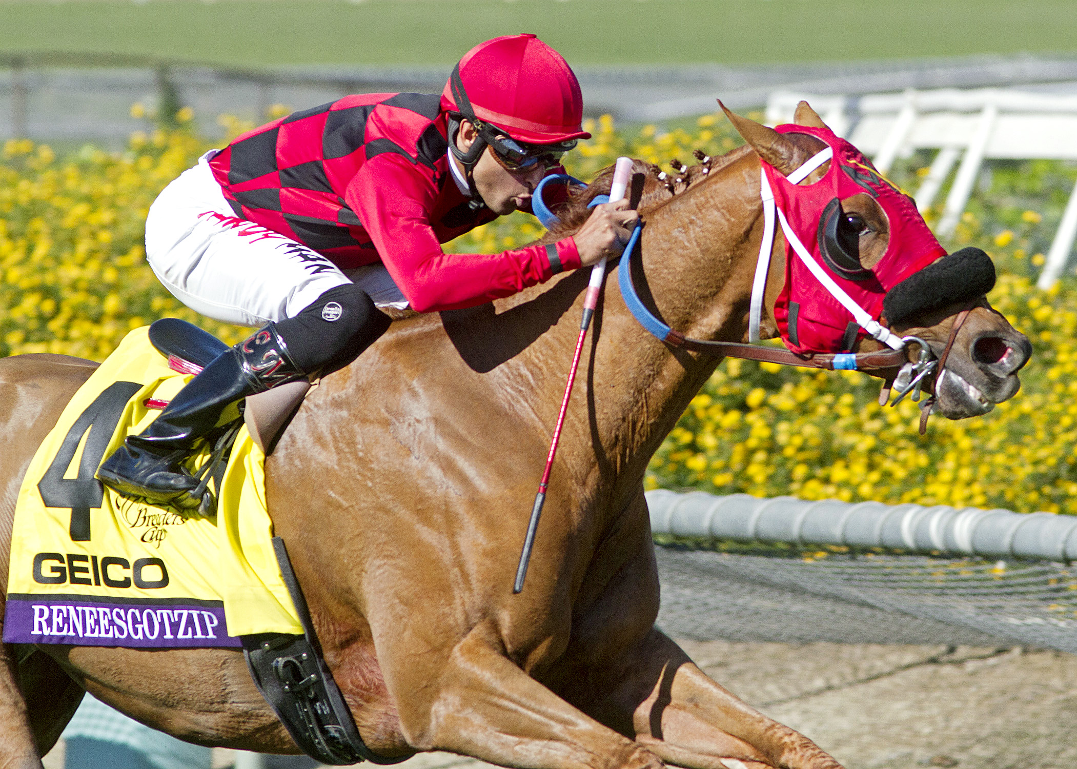 Reneesgotzip finishes second in the 2013 Breeders' Cup Turf Sprint