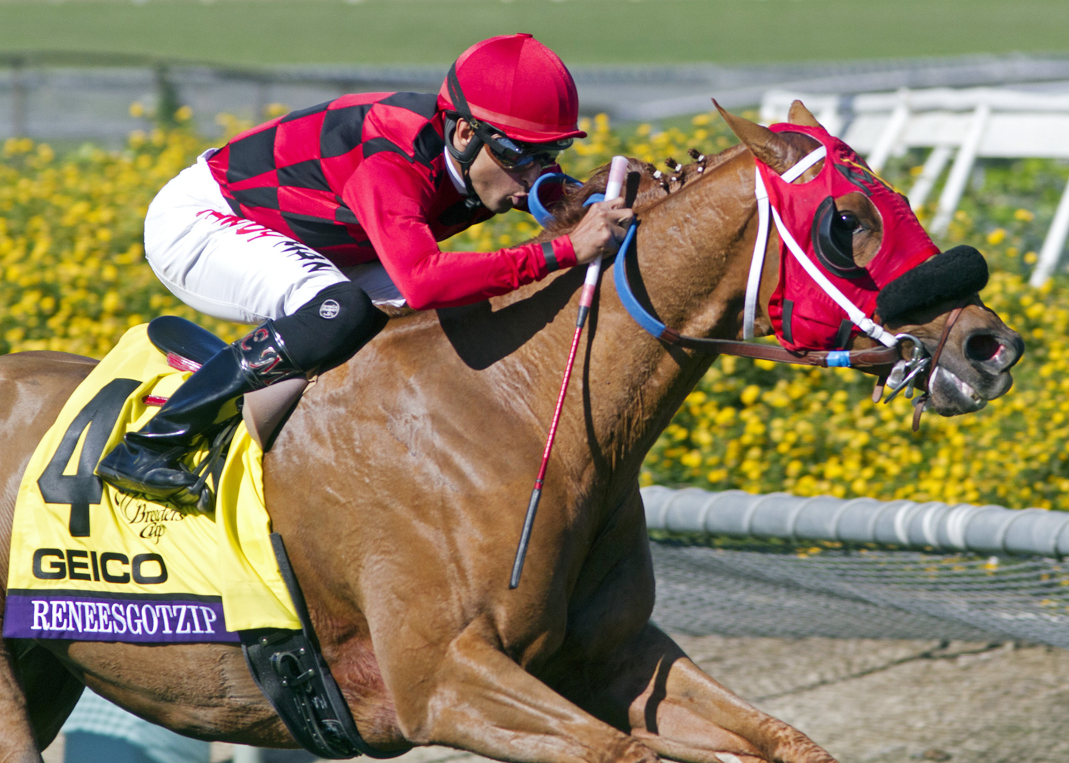 Reneesgotzip finishes second in the 2013 Breeders' Cup Turf Sprint