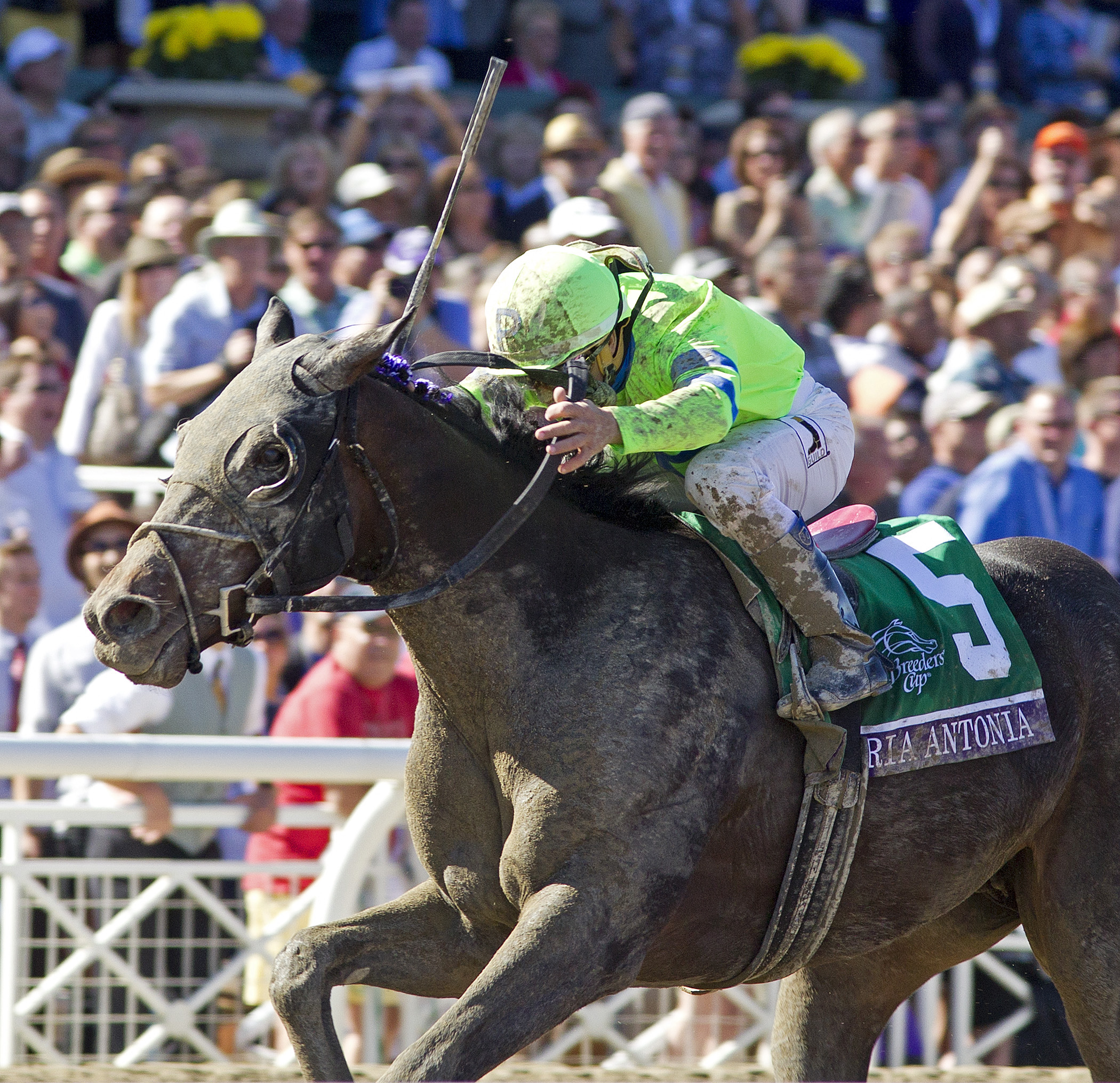 Ria Antonia from Breeders' Cup