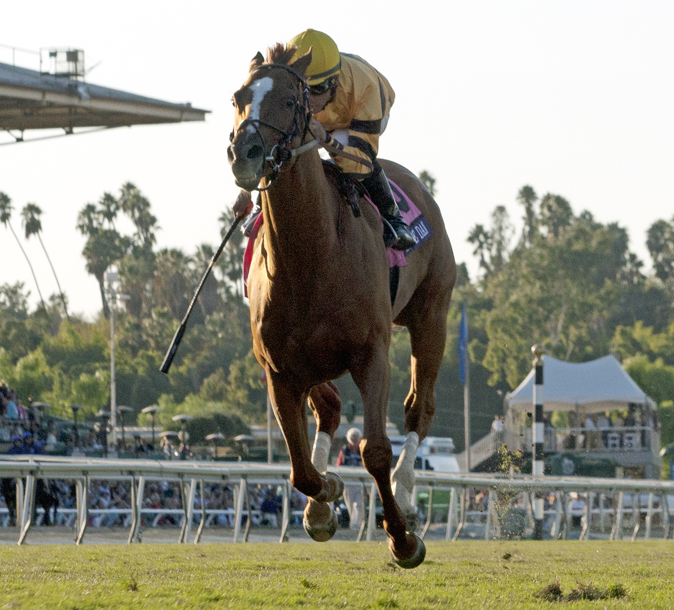 Wise Dan wins the Breeders' Cup Mile