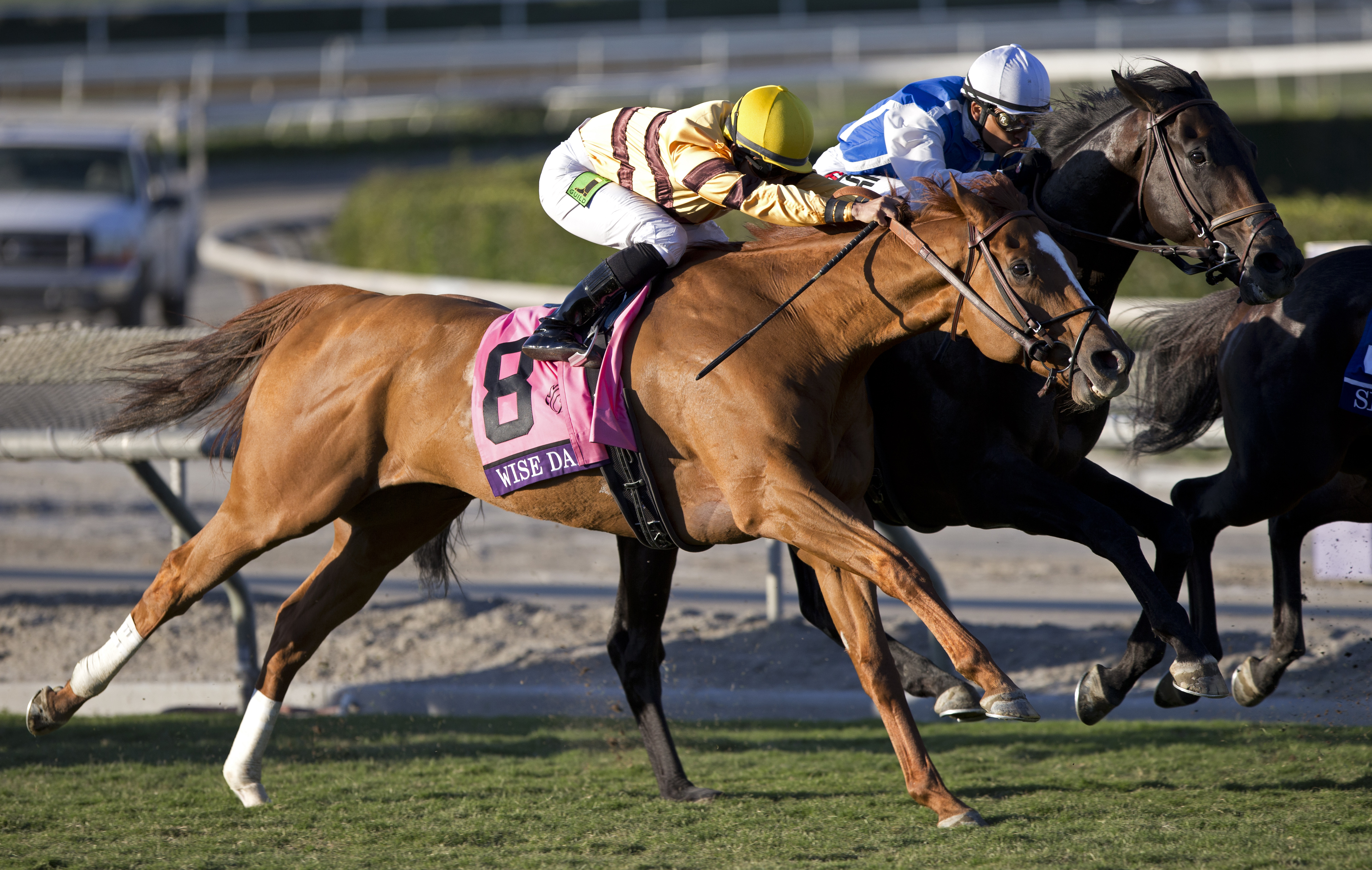 Wise Dan wins the 2013 Breeders' Cup Mile
