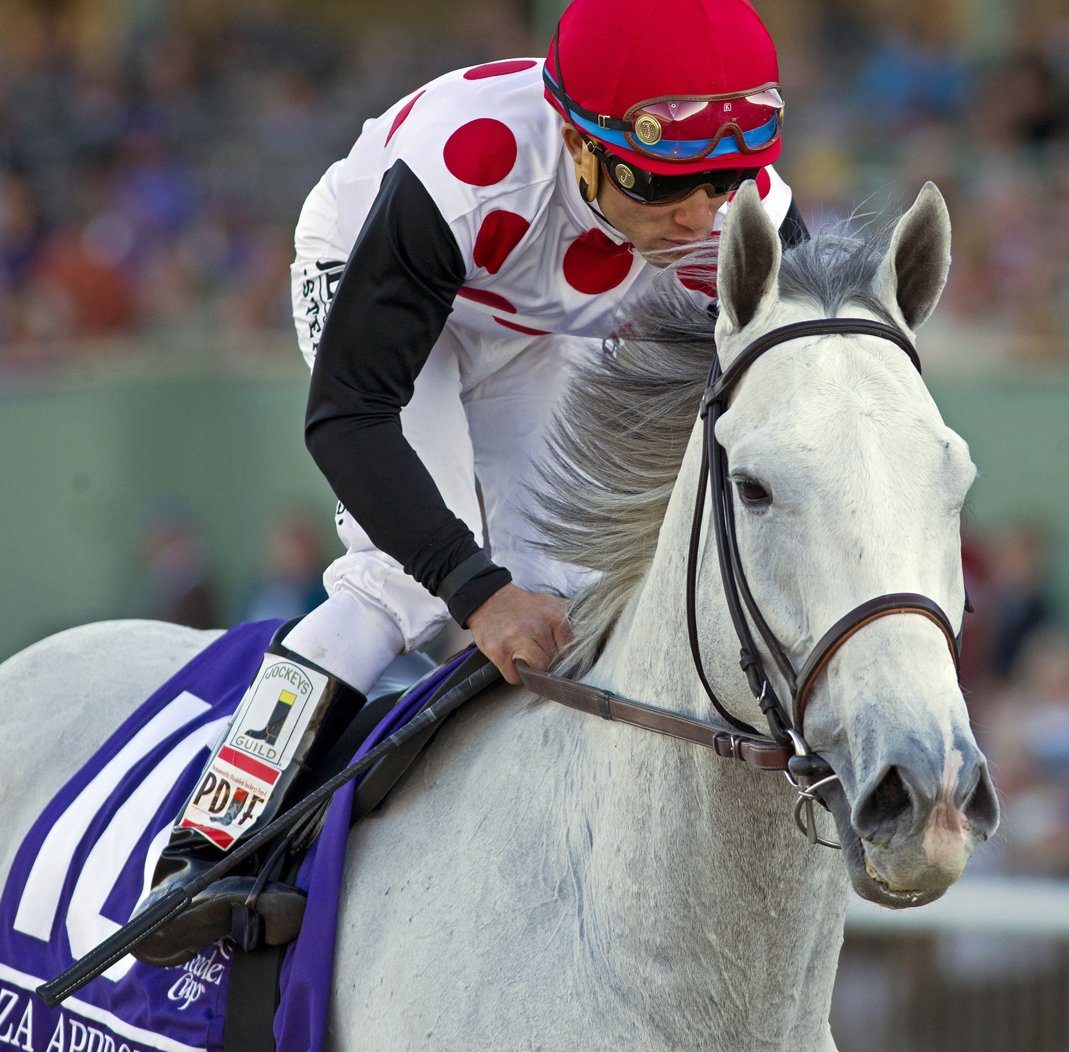 Za Approval at the Breeders' Cup