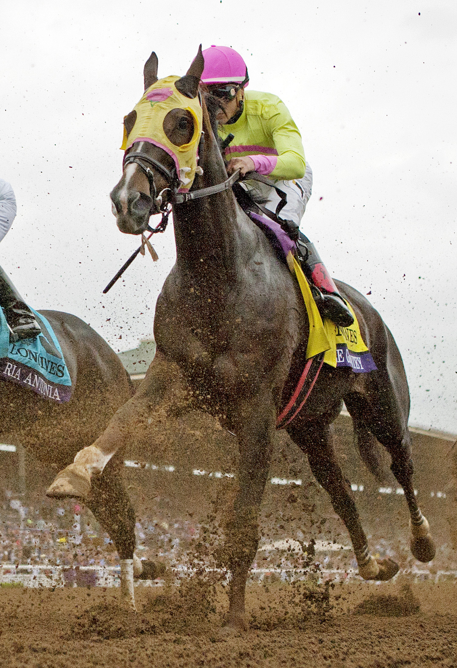 Belle Gallantey finishes ninth in the Breeders' Cup Distaff