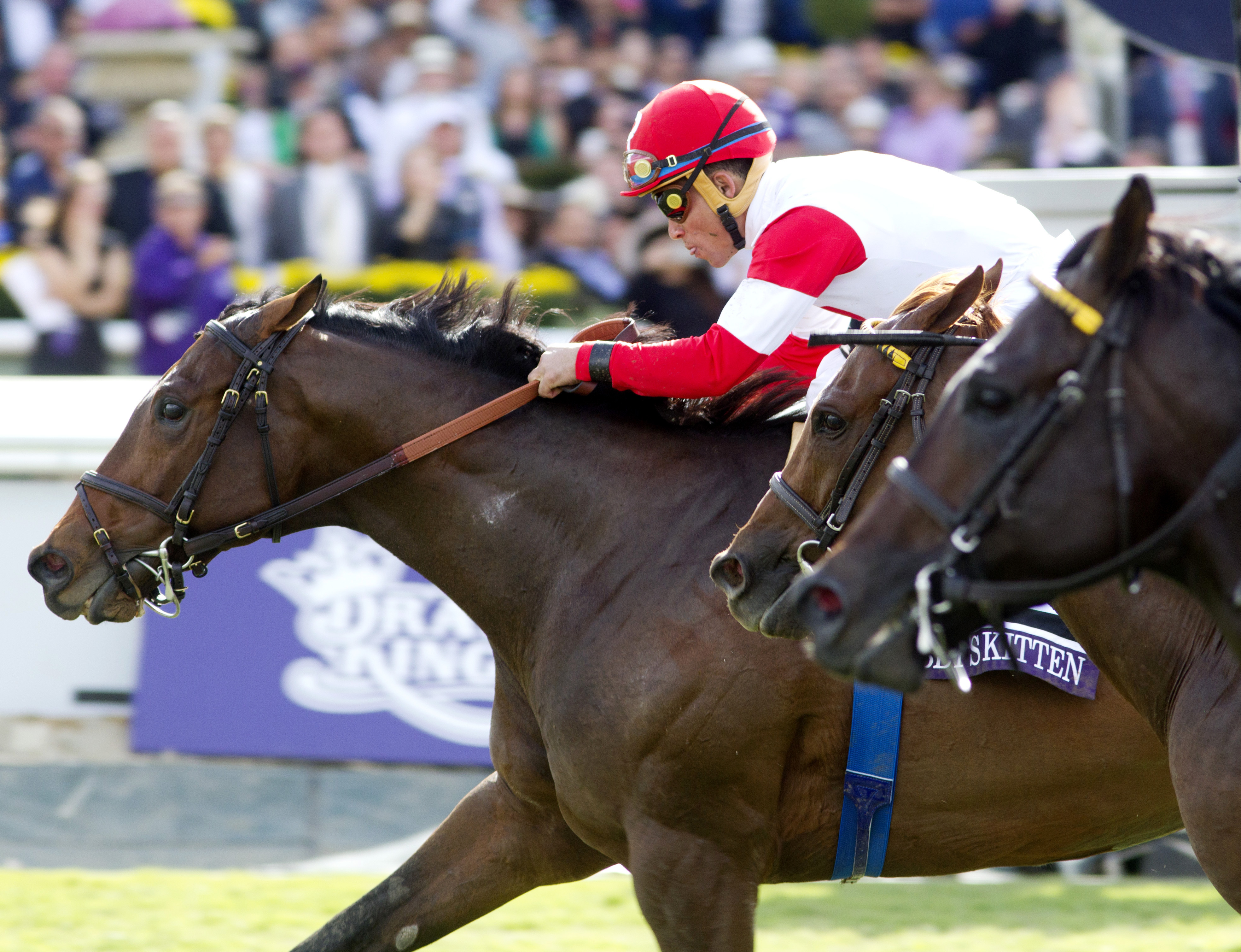 Bobby's Kitten wins the Breeders' Cup Turf Sprint
