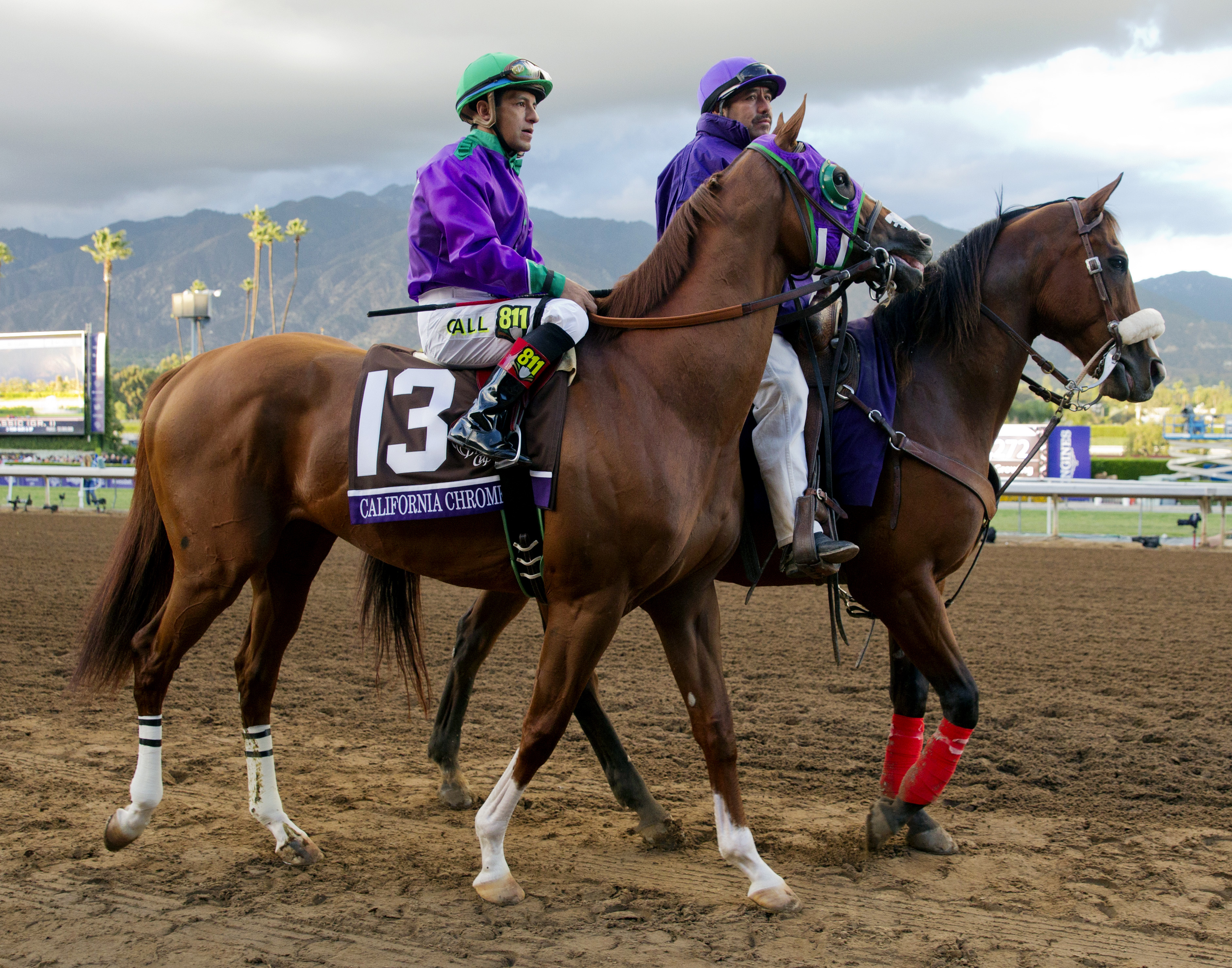 California Chrome at the Breeders' Cup Classic