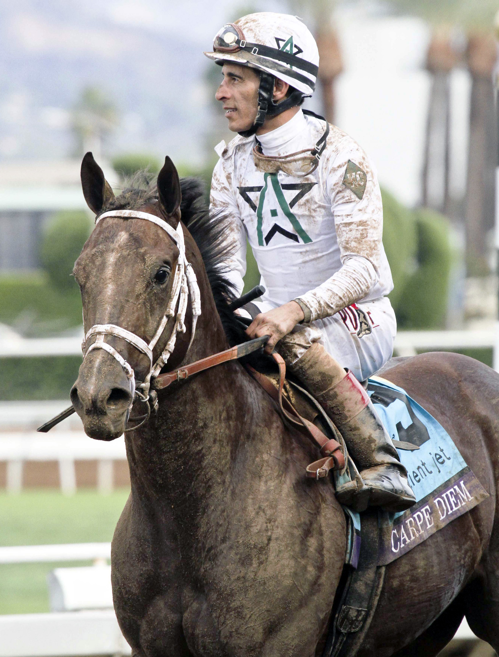 Carpe Diem finishes second in the Breeders' Cup Juvenile